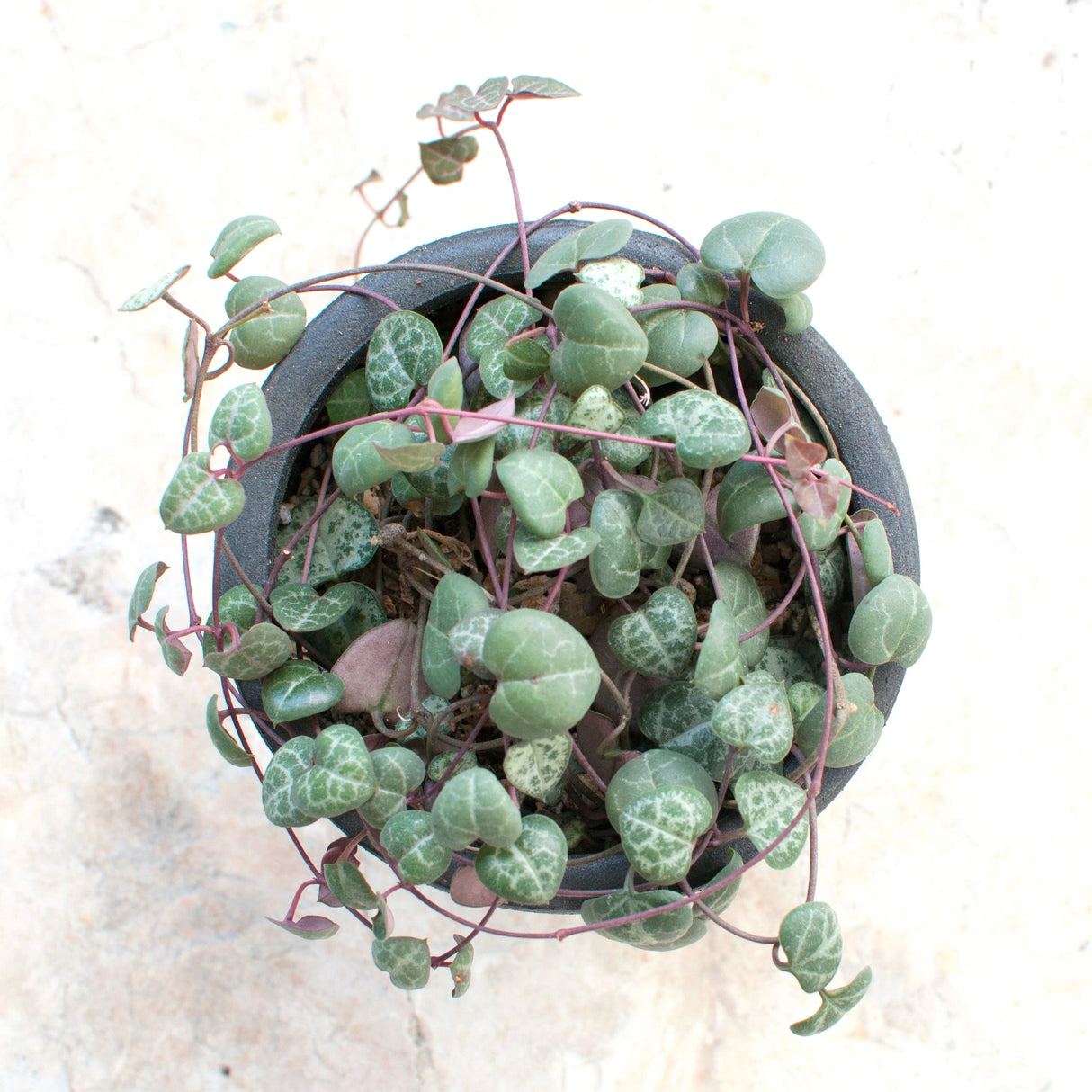 Top view of String of Hearts in a black hanging pot with trailing vines.