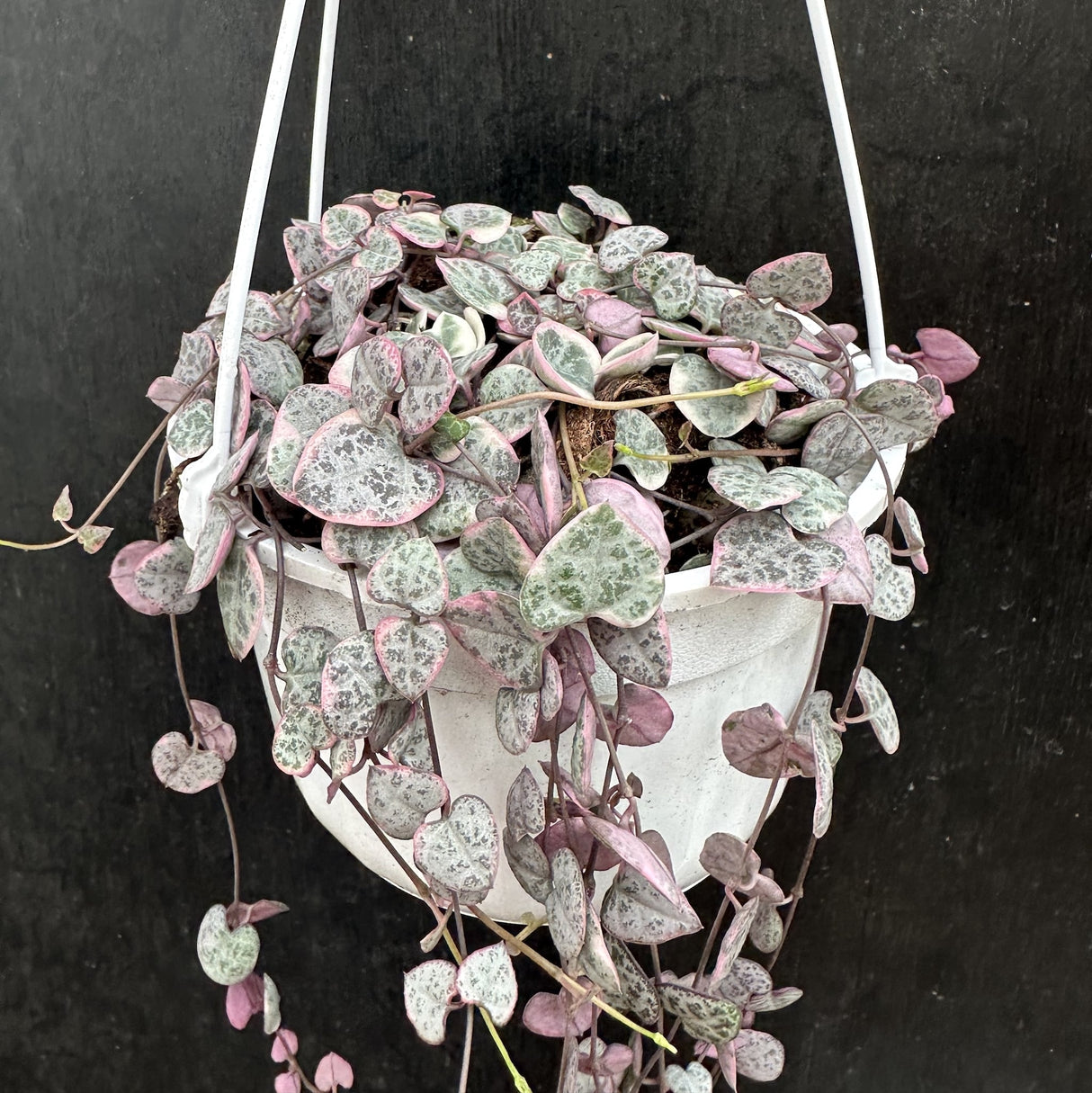 Variegated string of hearts plant with cascading heart shaped thick leaves that have an almost marbled green and white pattern with pink around the edges and a pinkish white along the bottom of the leaves. The leaves cascade down a white hanging planter on black background.