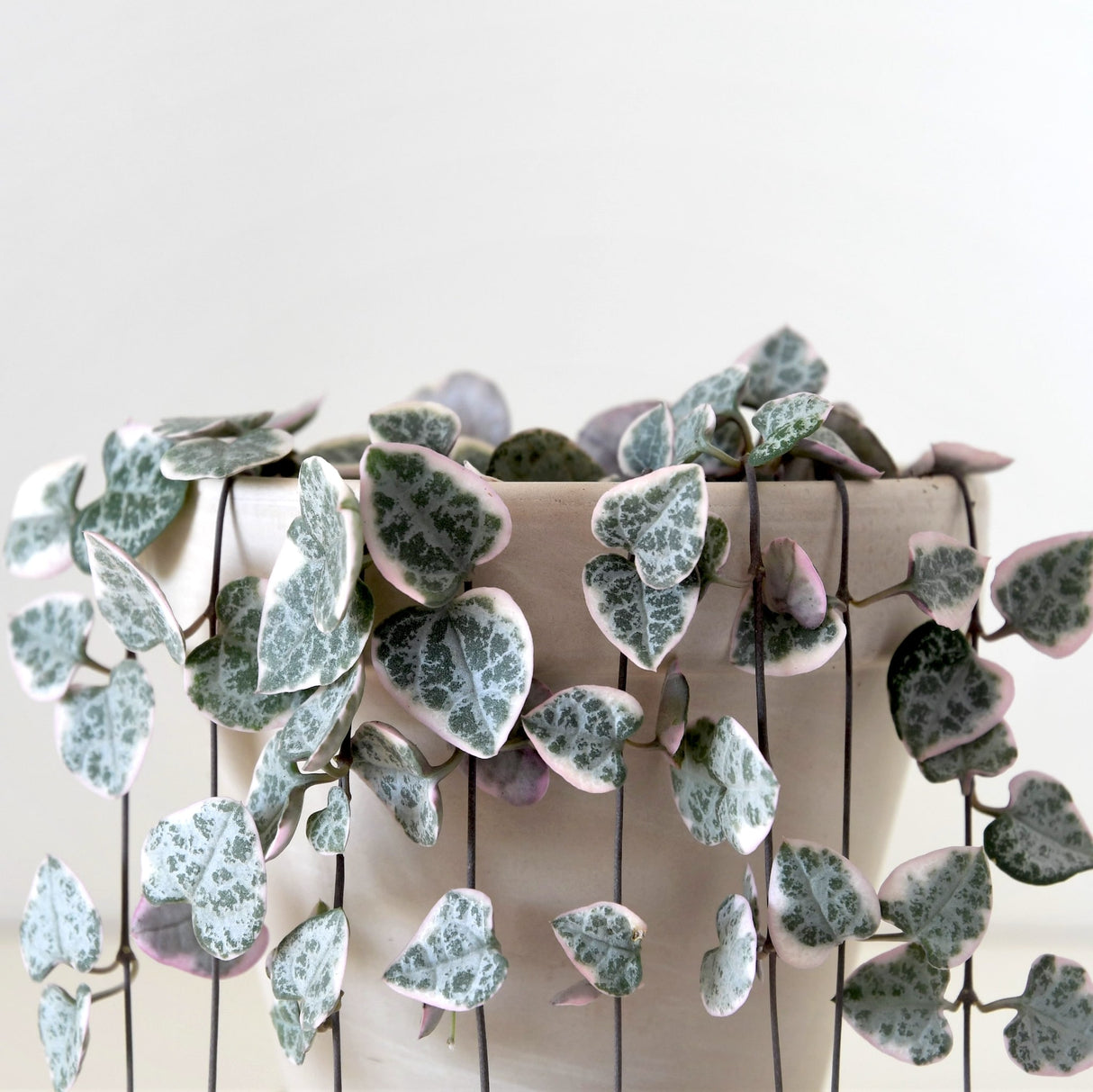 Variegated string of hearts plant with cascading heart shaped variegated leaves hanging down a beige planter on white background.