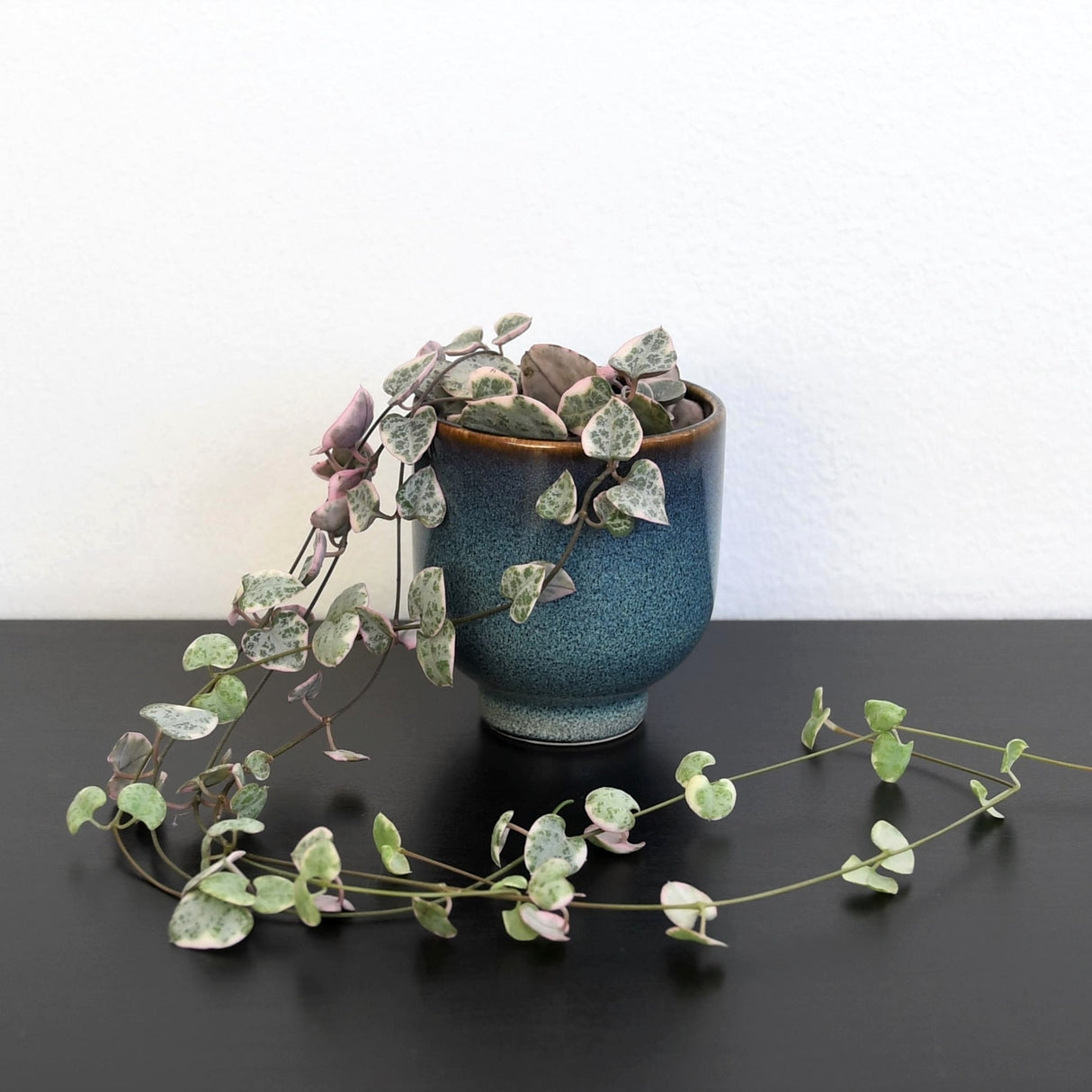 Variegated string of hearts plant with beautiful heart shaped thick leaves, in the semi-succulent family. The plant is in a glazed blue speckled planter with a brown rim on a black counter against a white wall.