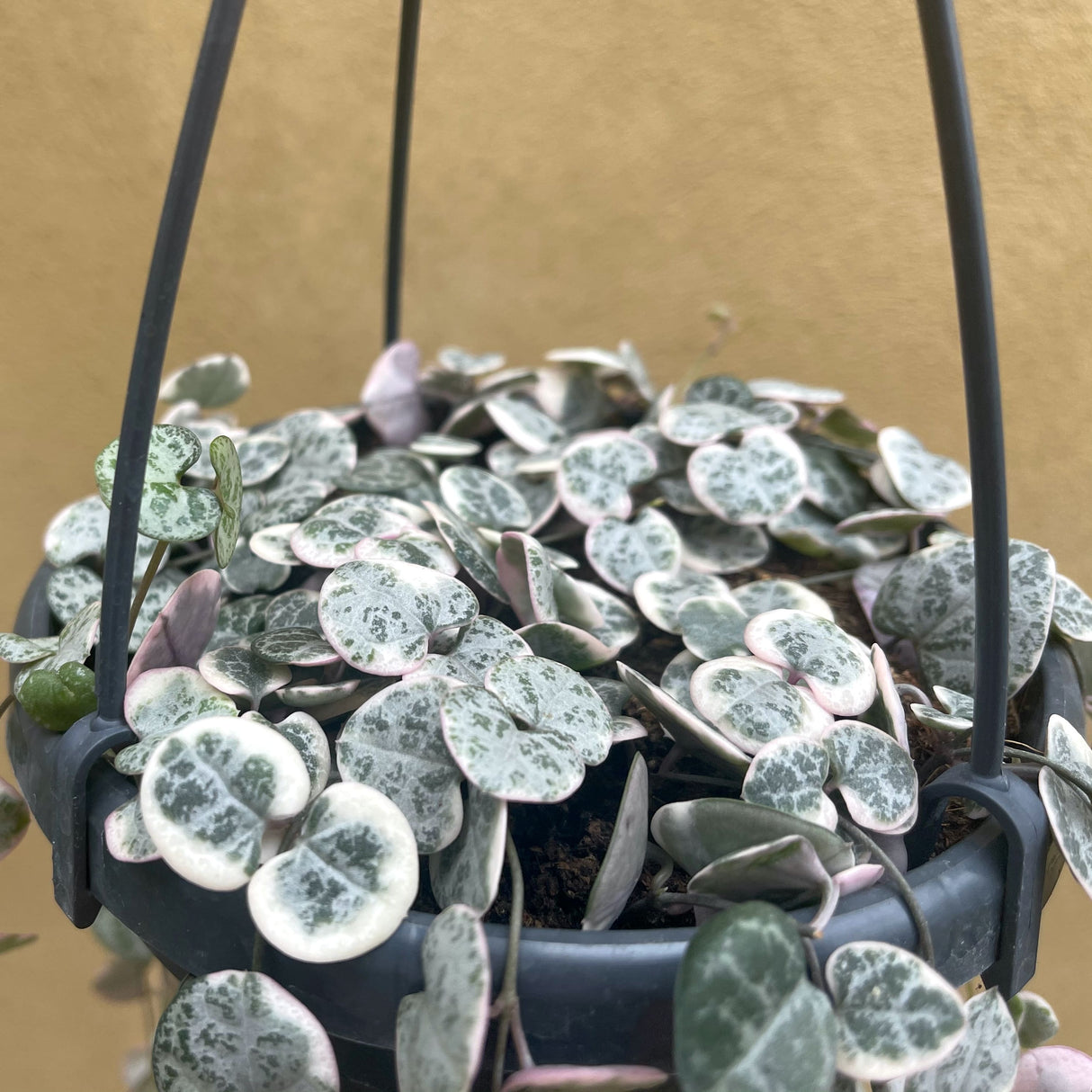 close up of the variegated foliage of the string of hearts variegated houseplant in a blue hanging planter.