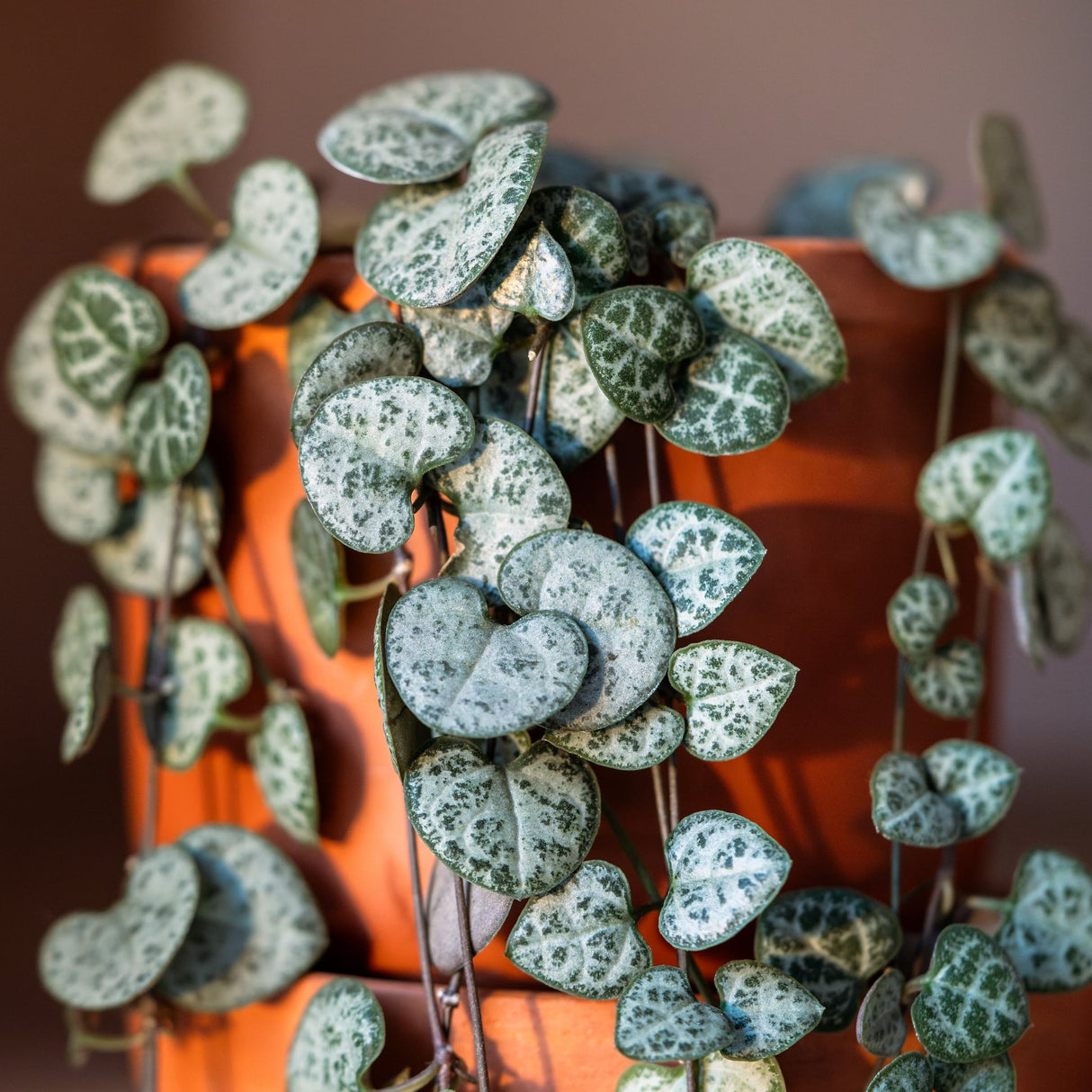 Close-up of String of Hearts spilling over a terracotta pot.