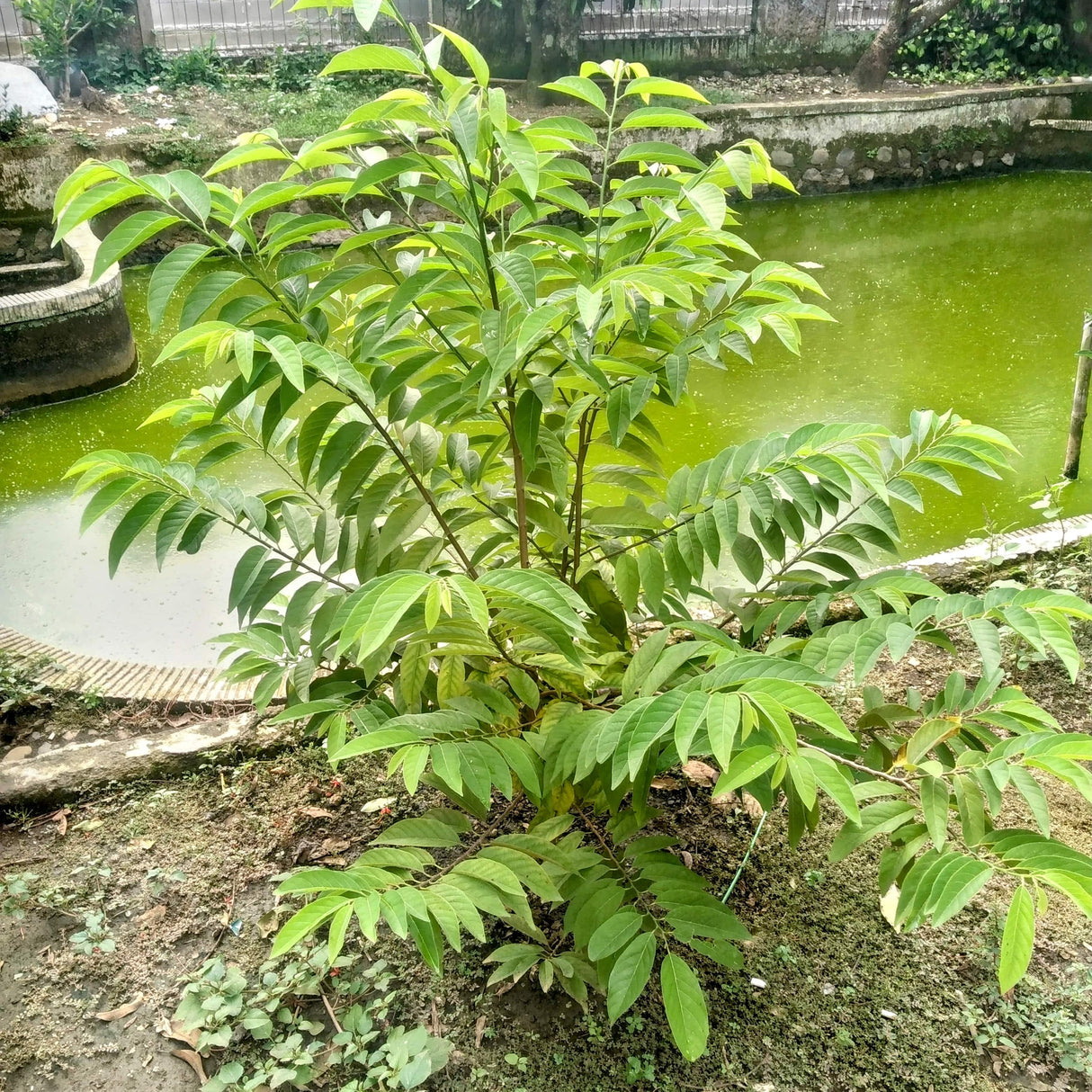 A young Sugar Apple Tree growing near a pond with healthy green foliage.