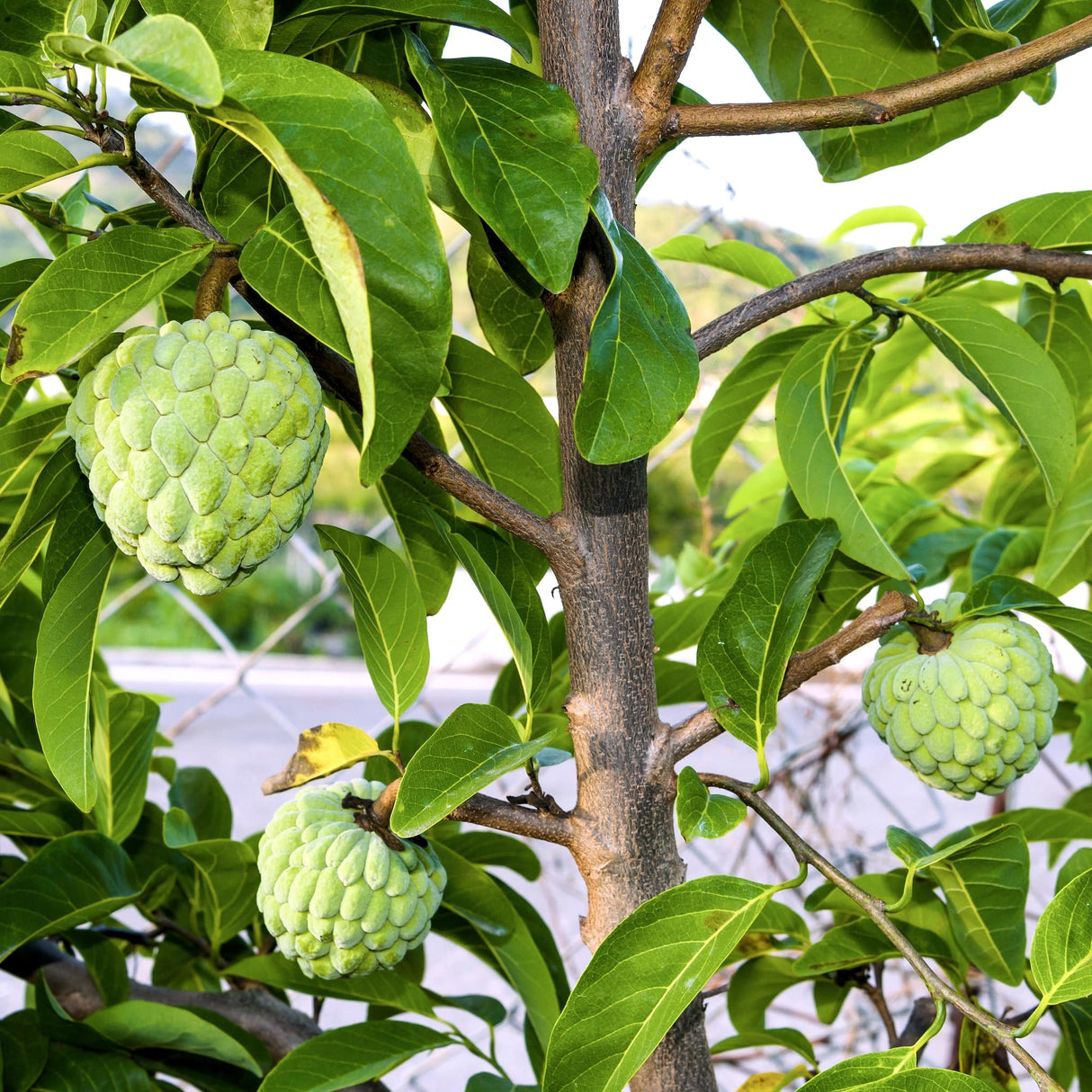 Close-up of a Sugar Apple Tree with green fruits hanging from branches and lush foliage.