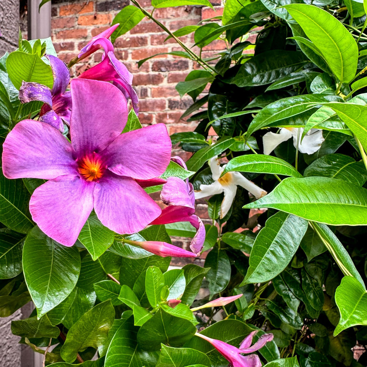 Purple-blue Mandevilla flower from the Bluphoria Sun Parasol with glossy green leaves near a brick wall.