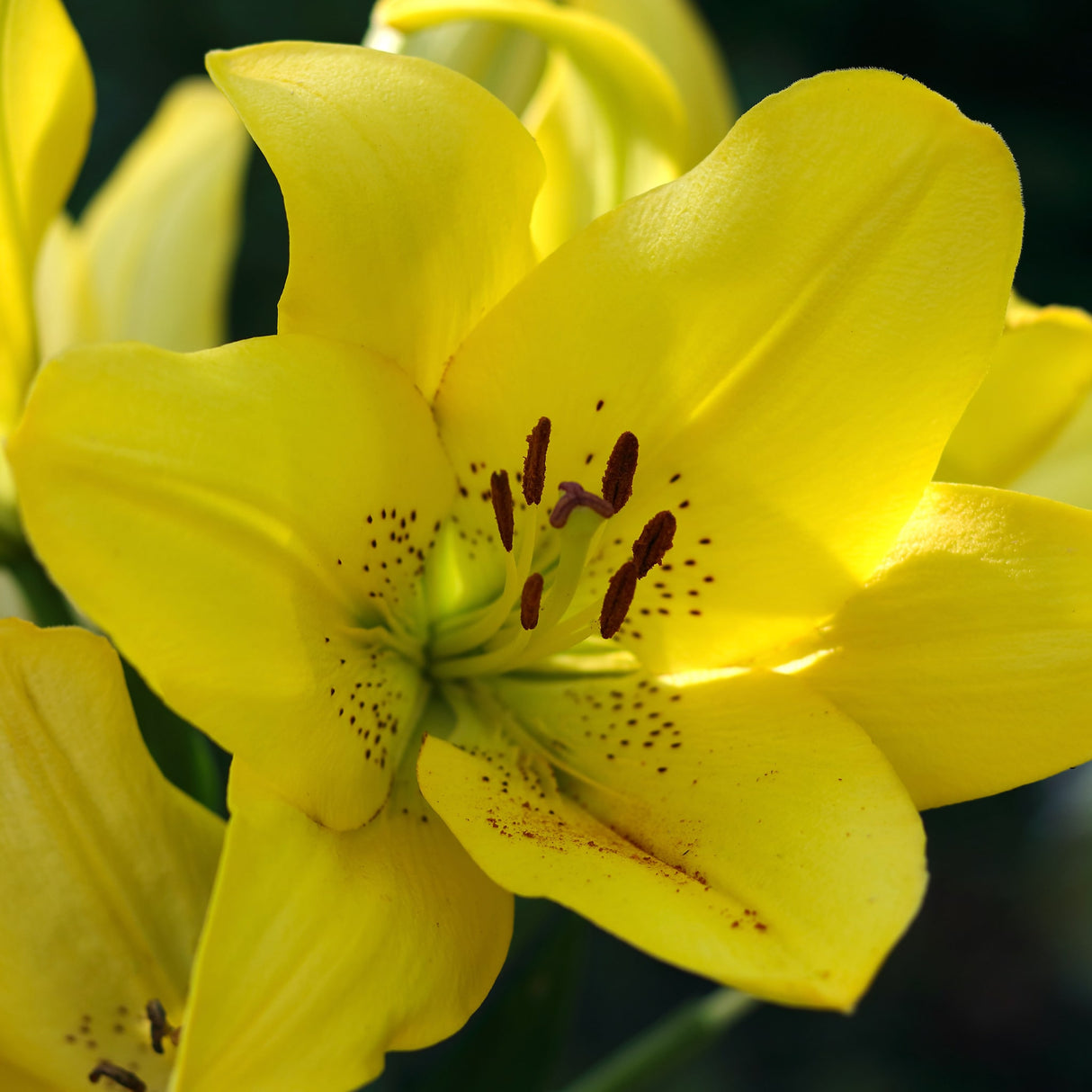 Bright yellow Sundew Double Asiatic Lily flower in sunlight, showcasing speckled petals and stamens.