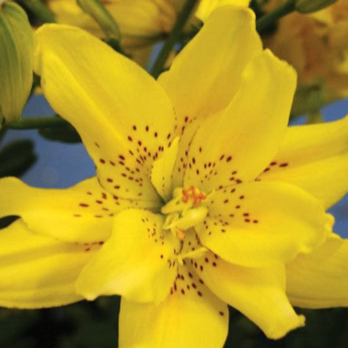 Close up of the bloom of the Sundew Double Asiatic Lily, bright yellow petals with red freckles toward the center of the flower.