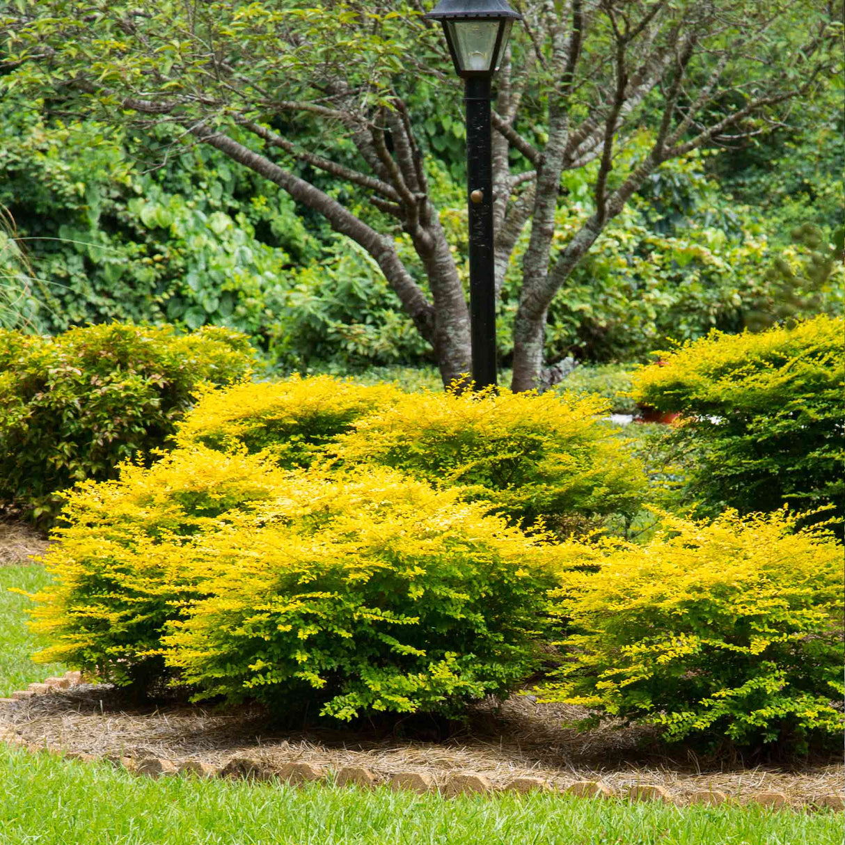 Sunshine Ligustrum shrubs in a well-maintained yard with a tree and lamppost in the background.