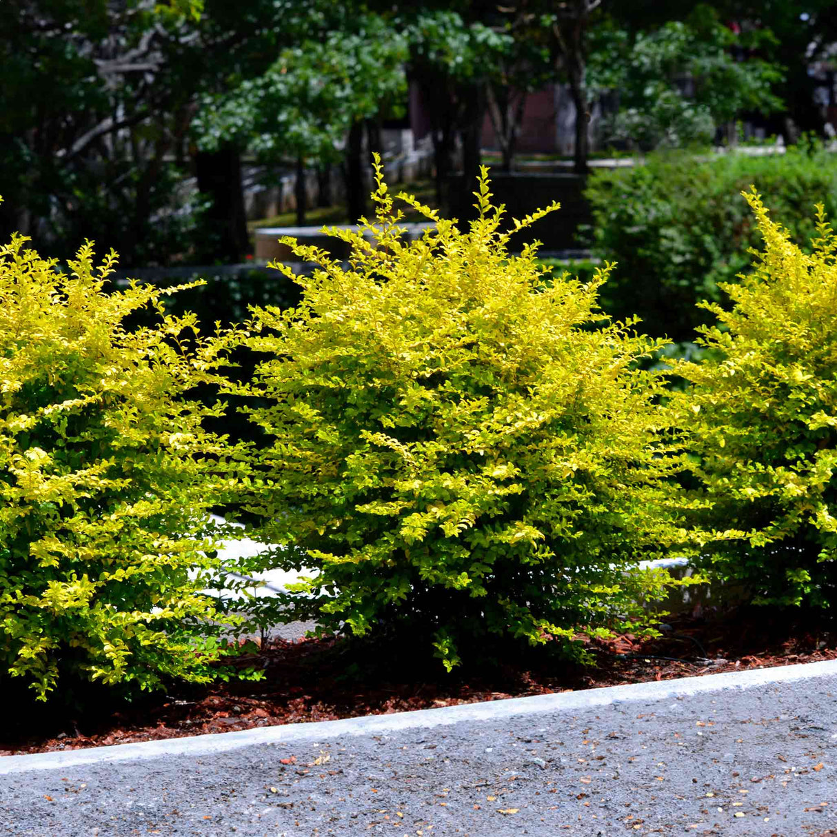 Row of Sunshine Ligustrum shrubs along a gravel pathway in a landscaped garden.