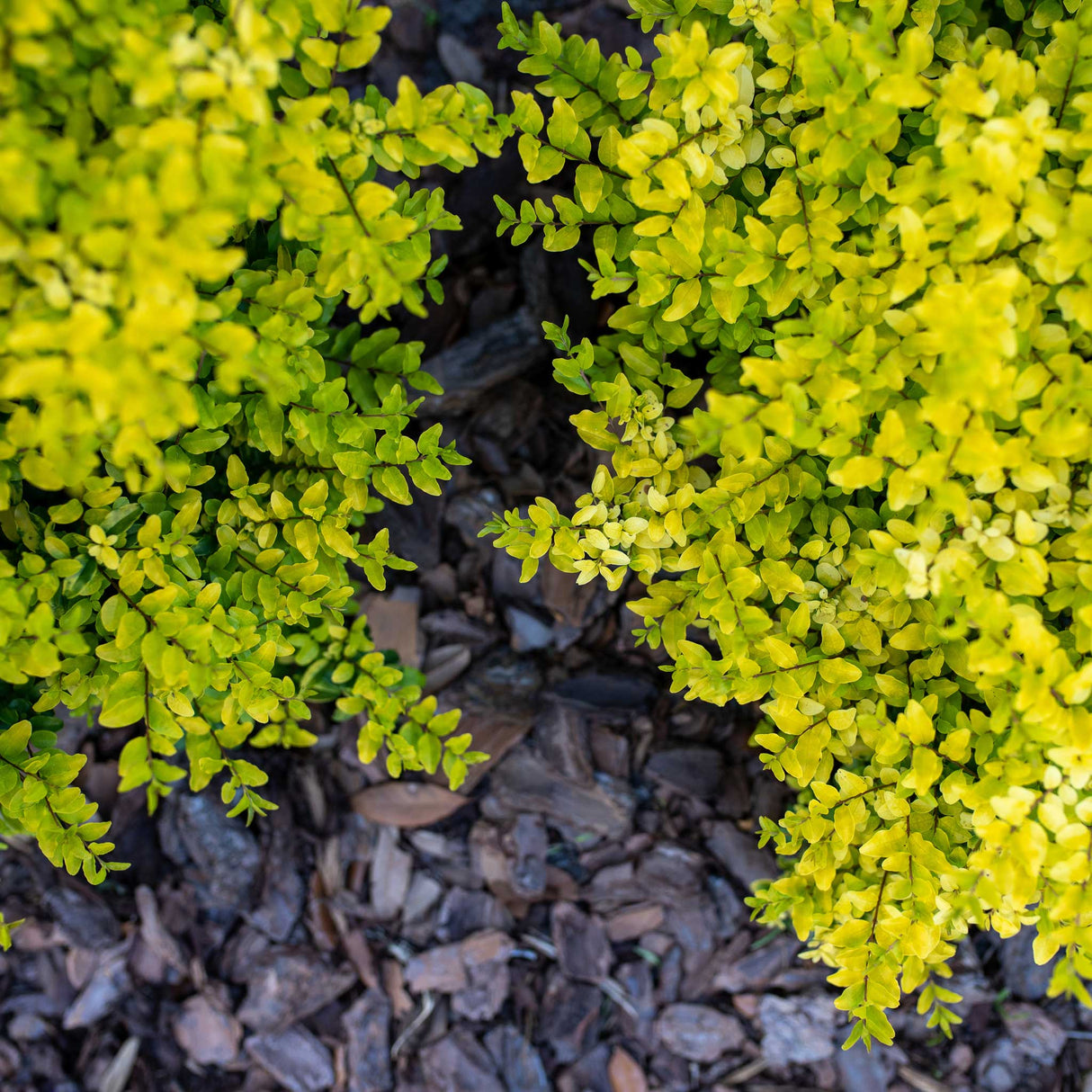 Close-up of Sunshine Ligustrum shrub with bright yellow-green foliage over dark mulch.