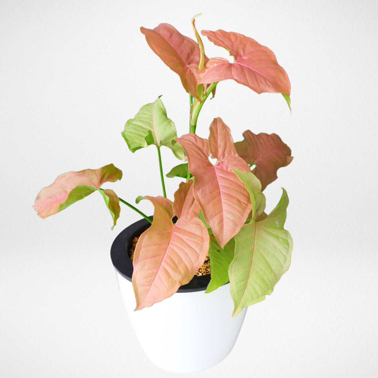 Strawberry Syngonium Houseplant with light pink and pale green foliage in white planter on white background.
