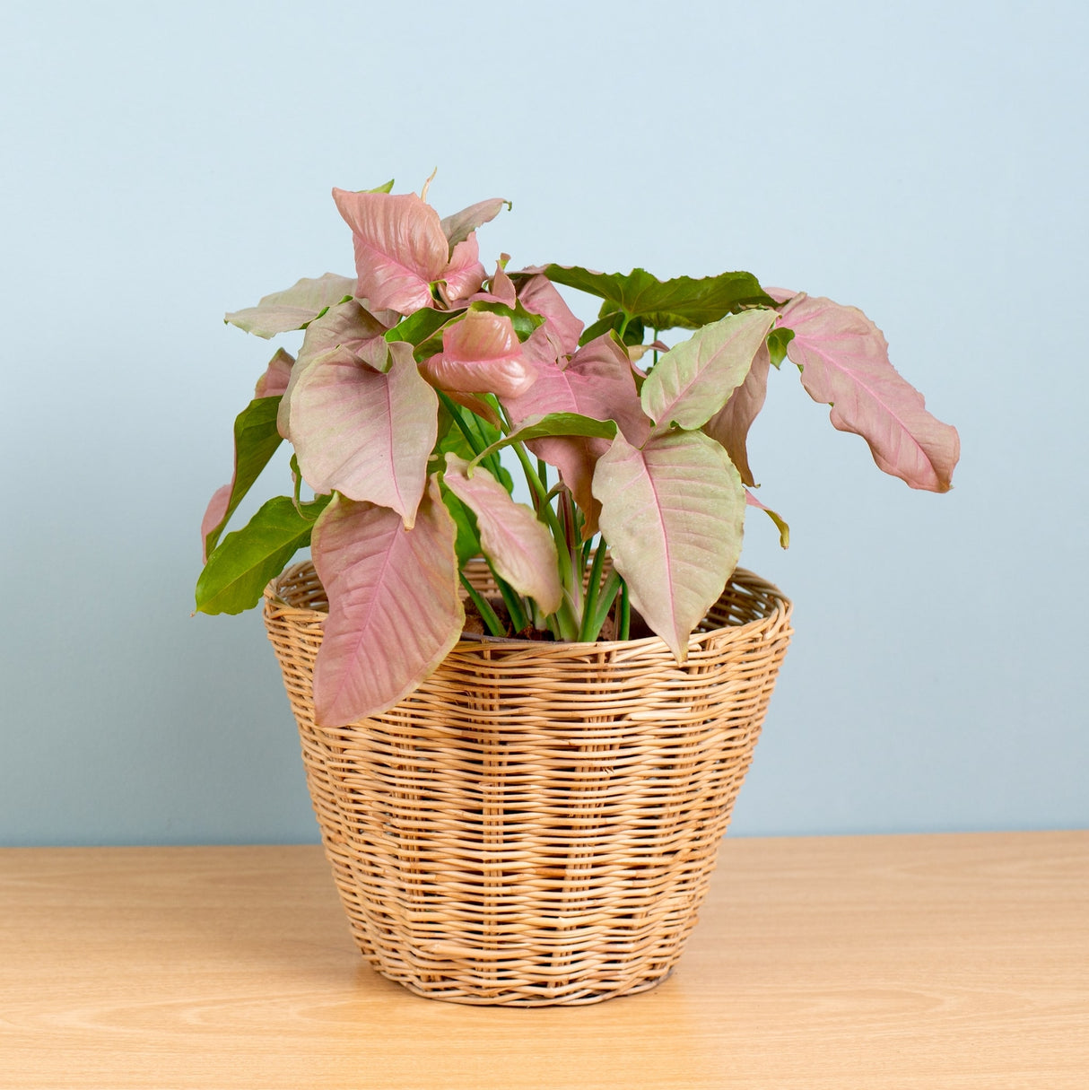 Strawberry Syngonium Houseplant in Wicker Basket on wooden table.