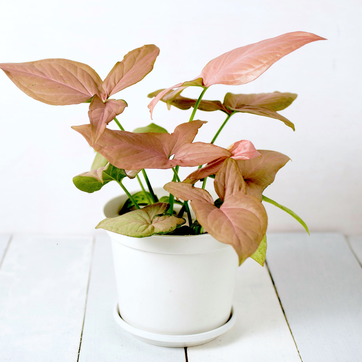 Strawberry Syngonium Pink Houseplant in white planter on white wooden table