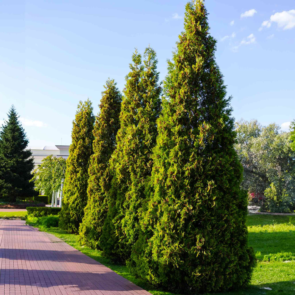 Row of thuja virginian baby giant trees creating a border for a red brick driveway giving privacy and visual texture to the landscape
