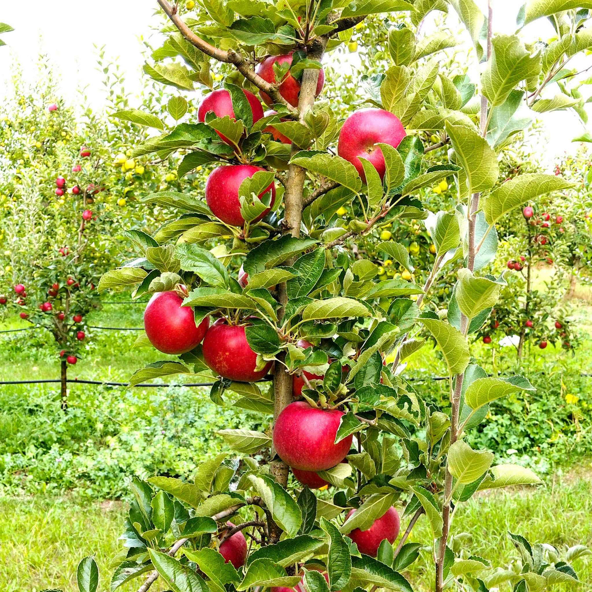 Tall, narrow apple tree with red apples growing in a well-maintained orchard.