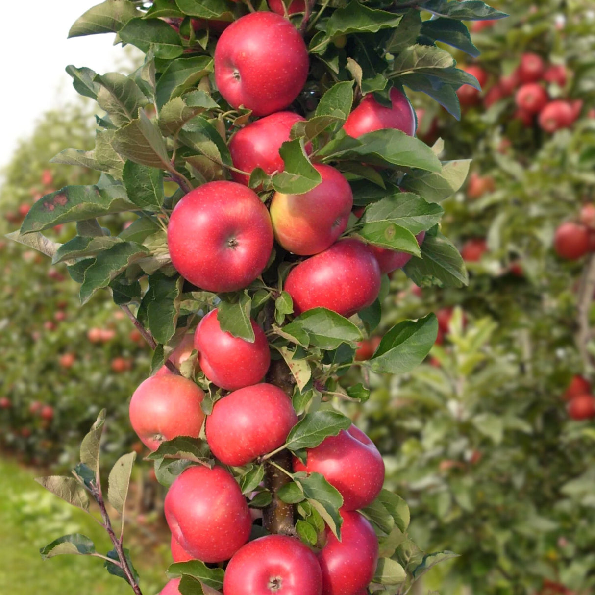 Cluster of bright red apples growing on a vertical apple tree with green leaves.