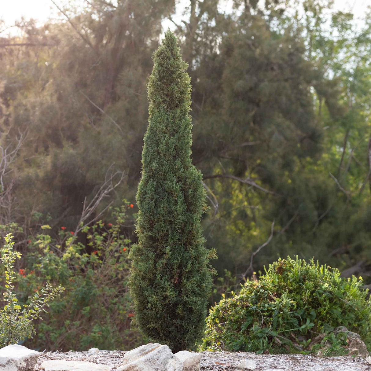 Taylor Juniper - NationwidePlants.com