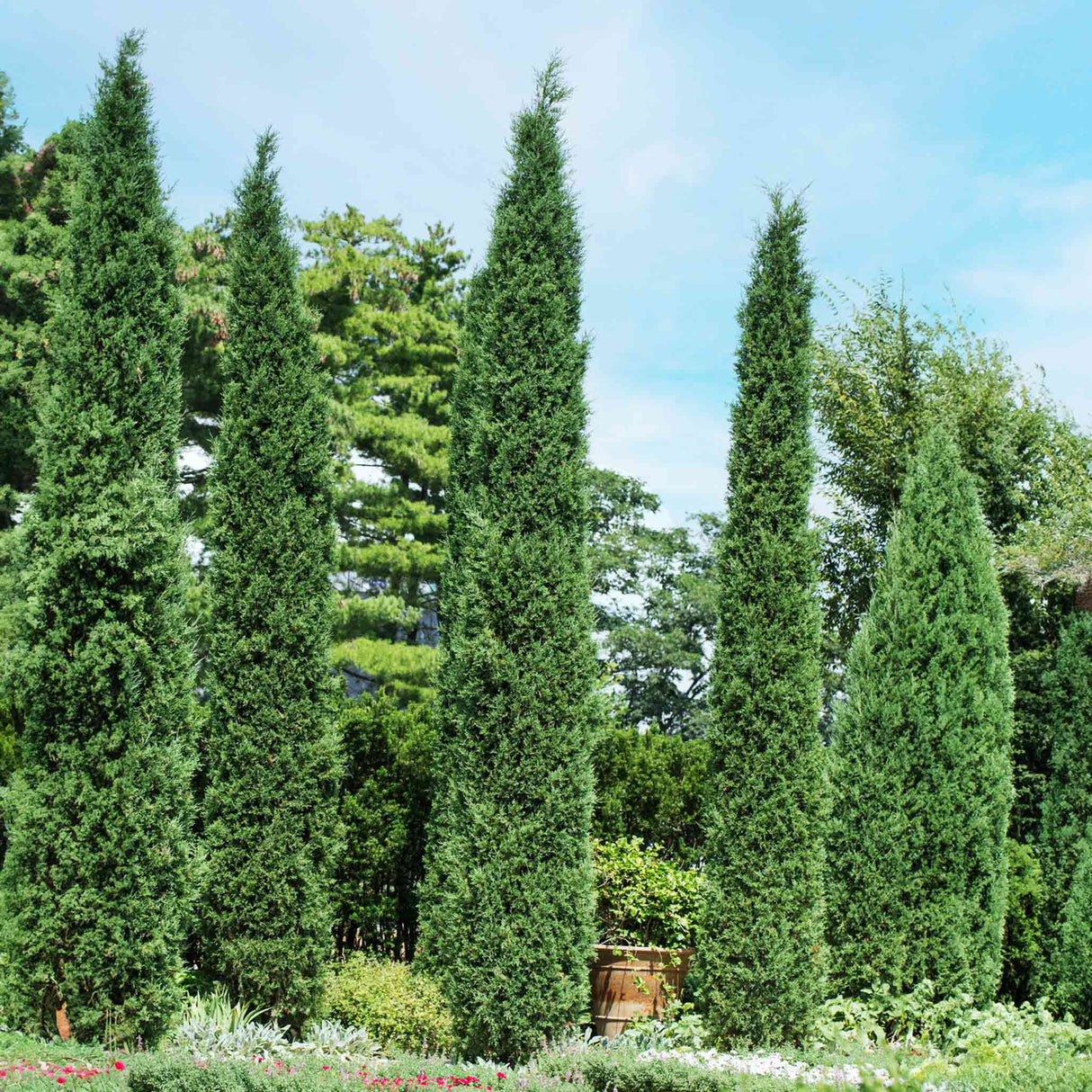 Taylor Juniper - NationwidePlants.com