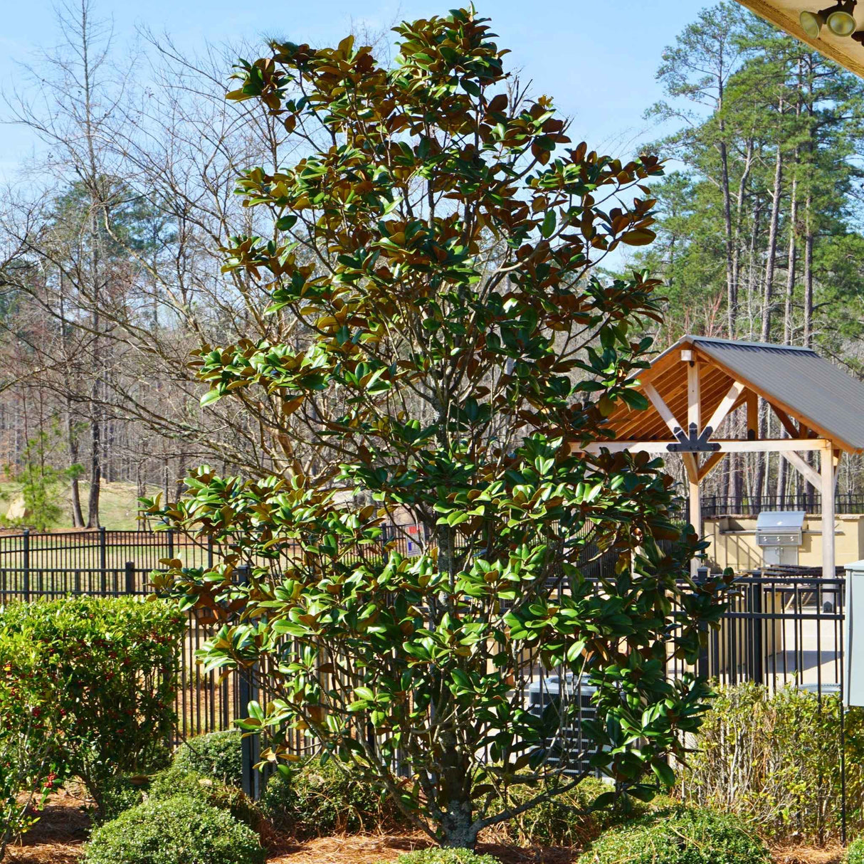 Teddy Bear Magnolia in a backyard