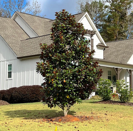 A mature Teddy Bear Magnolia tree with dense, dark green foliage in front of a white house.