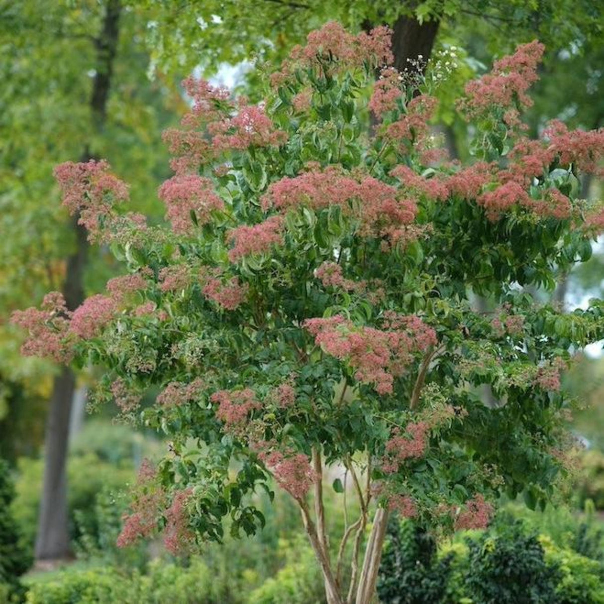 A mid-sized Temple of Bloom® Seven-Son Flower tree covered in red bracts in a garden setting.