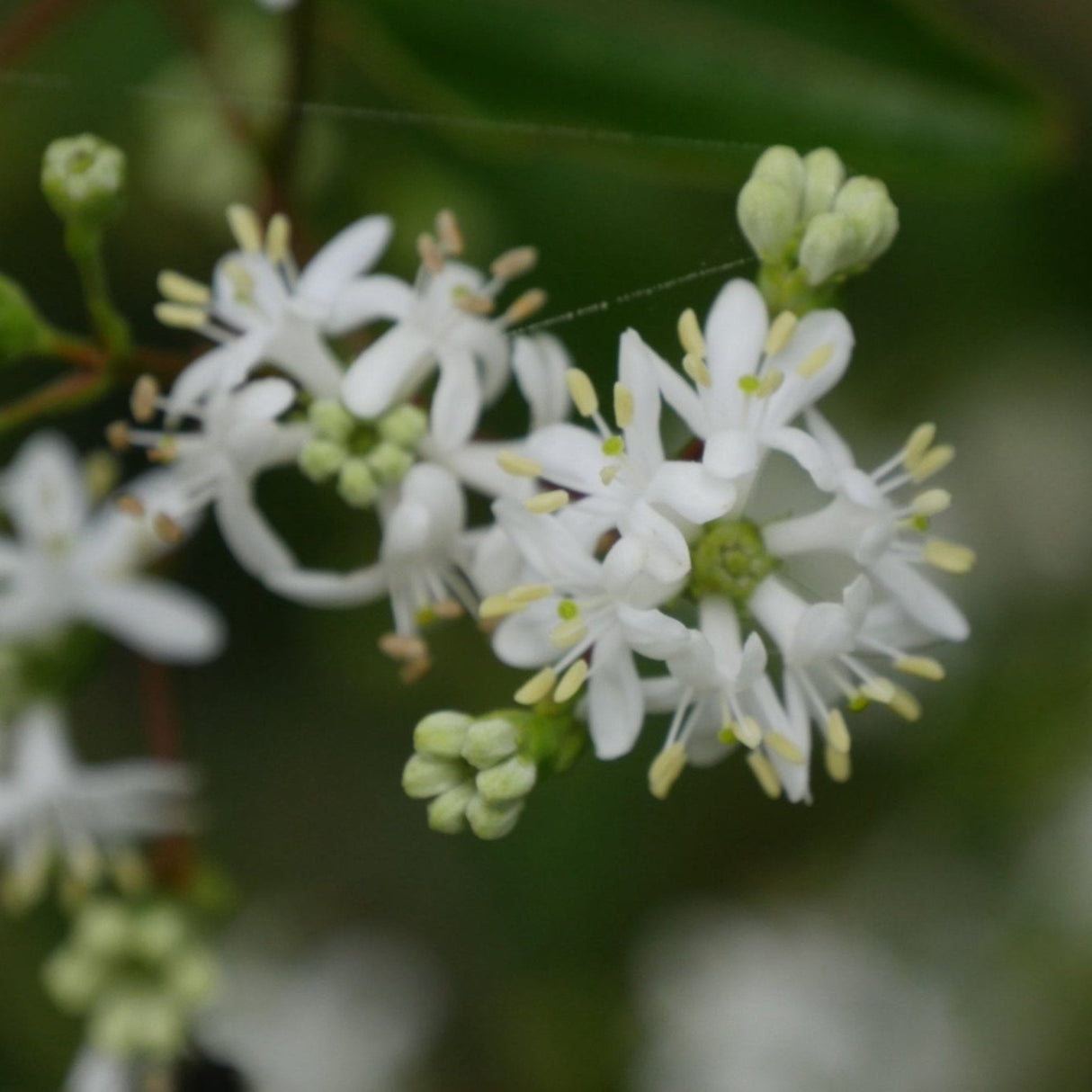 A close-up of delicate white flowers in bloom against a green leafy background.