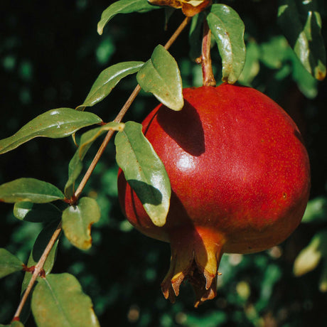 Texas Pink Pomegranate Tree - NationwidePlants.com