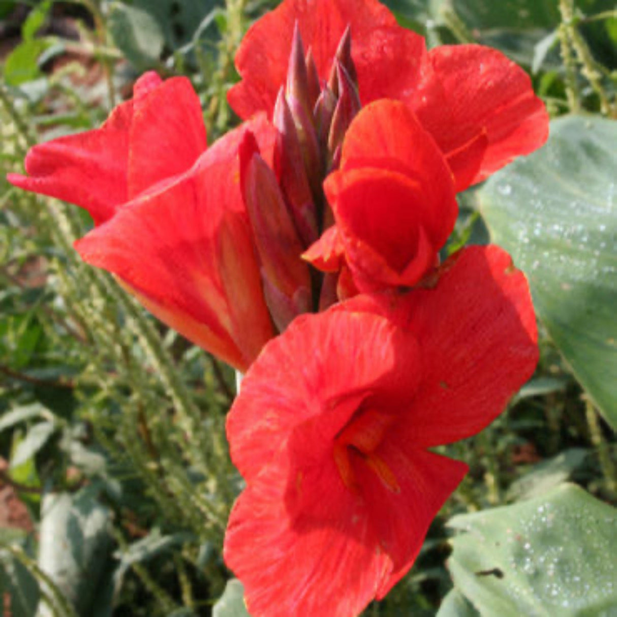 Bright red-orange President Canna Lily blooms with green foliage in the background.