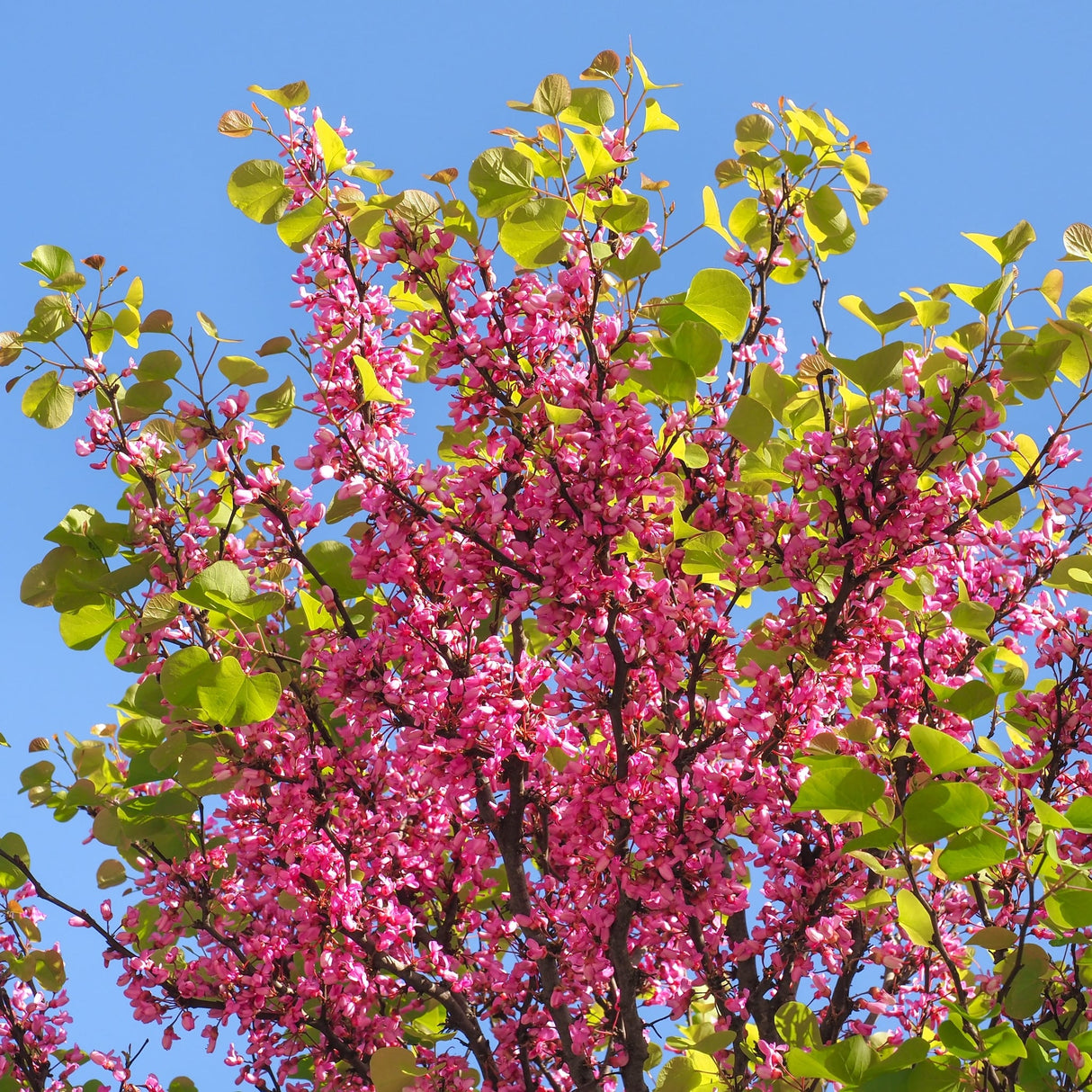 The Rising Sun® Redbud tree with pink blossoms and green leaves against a clear blue sky.