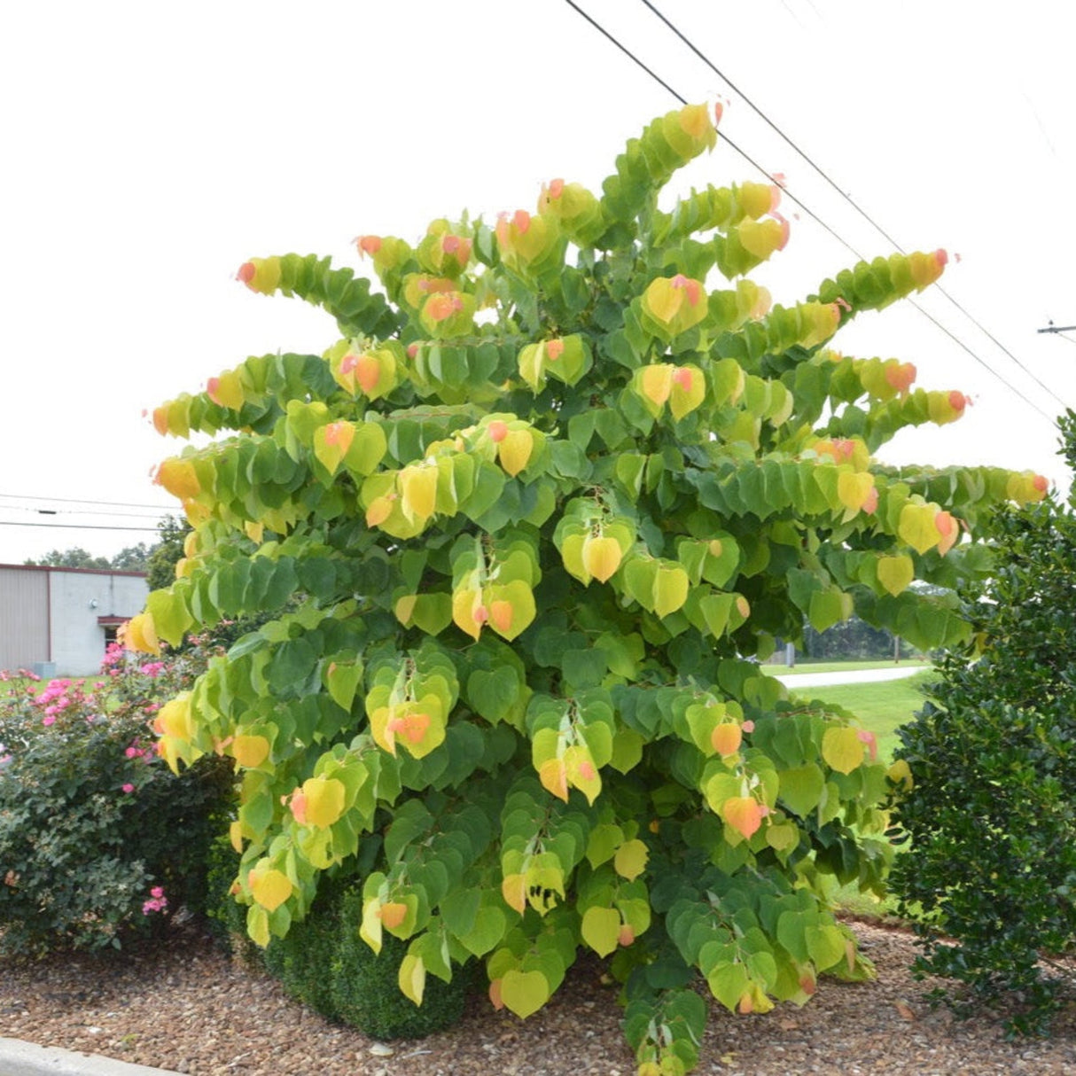 Full view of The Rising Sun® Redbud tree with vibrant yellow, green, and orange leaves in a mulched garden bed with power lines above and buildings behind.