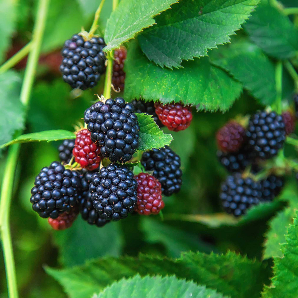 Thornless Blackberry Bush - NationwidePlants.com