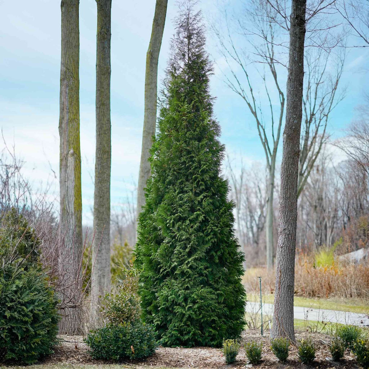 Narrow Thuja tree, American Pillar Thuja variety, standing tall with deep green foliage, with several large tree trunks behind it.