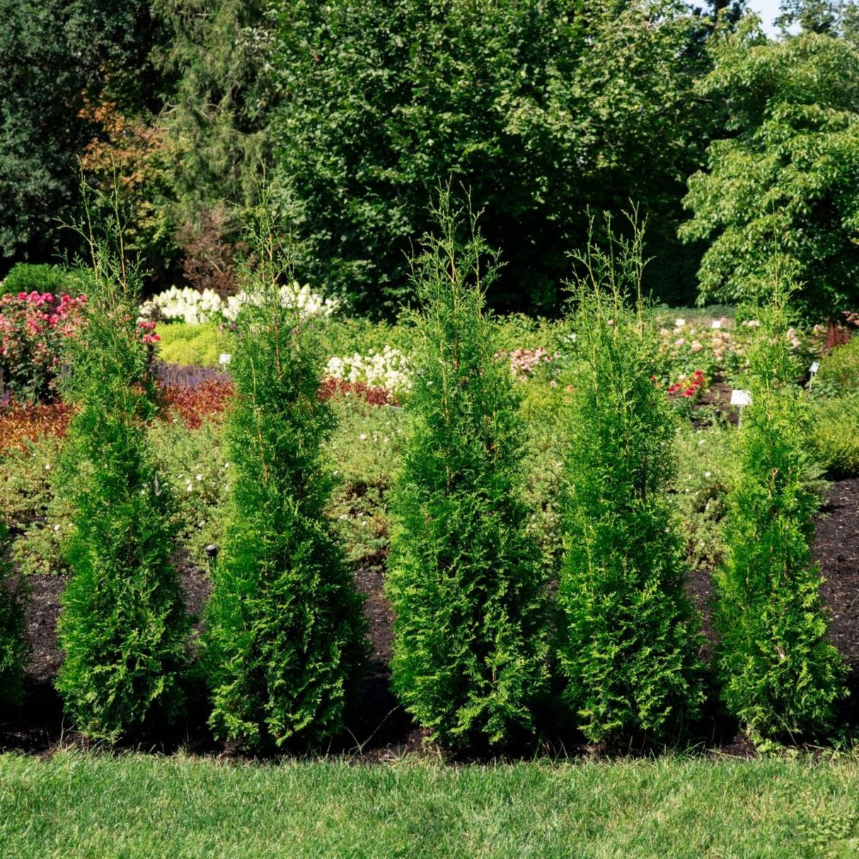 Row of young thuja private jet arborvitae privacy trees planted closely in a row with flowers in a garden bed behind.