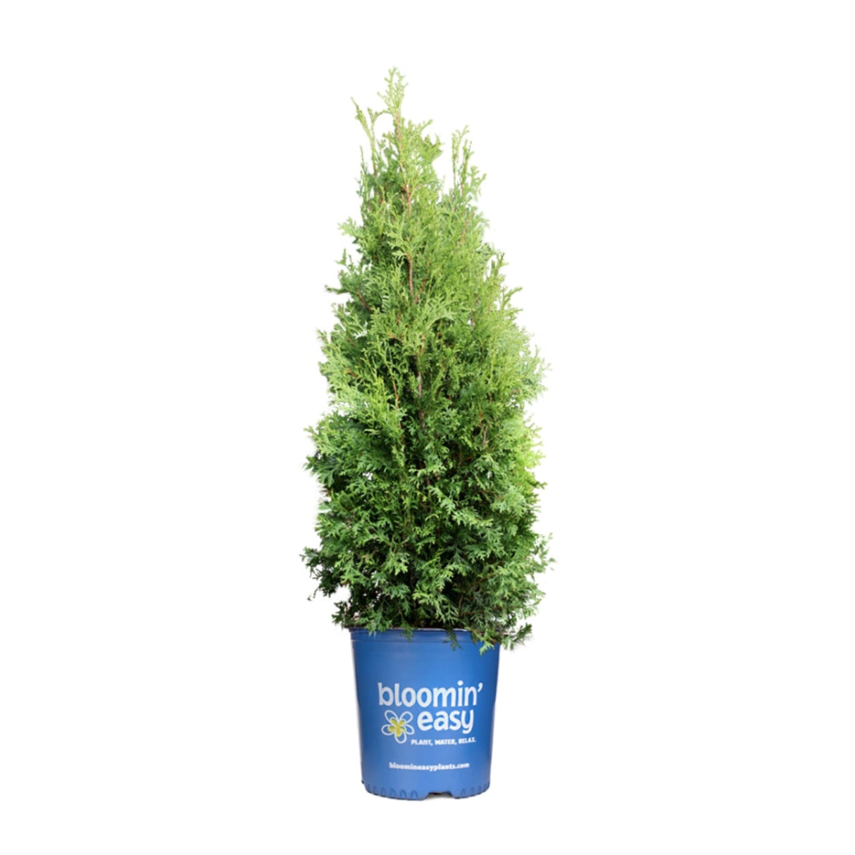 Thuja private jet arborvitae in a bloomin easy blue planter on a white background.