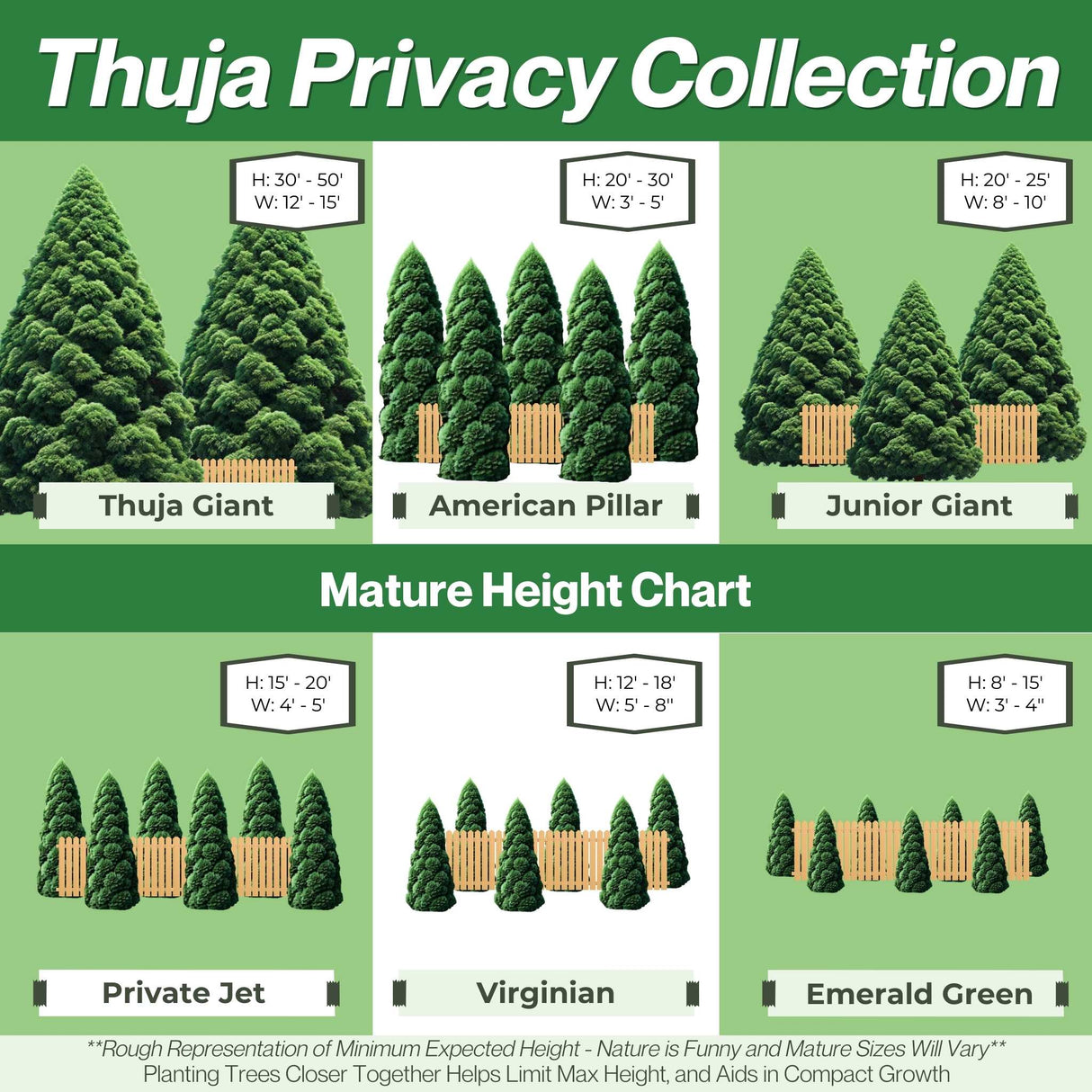 Nationwide Plants Thuja Collection, Visual Comparison of sizes of different varieties along fence line including Thuja Giant, American Pillar Thuja, Junior Giant, Private Jet Thuja, Thuja Virginian and Emerald Green Arborvitae.