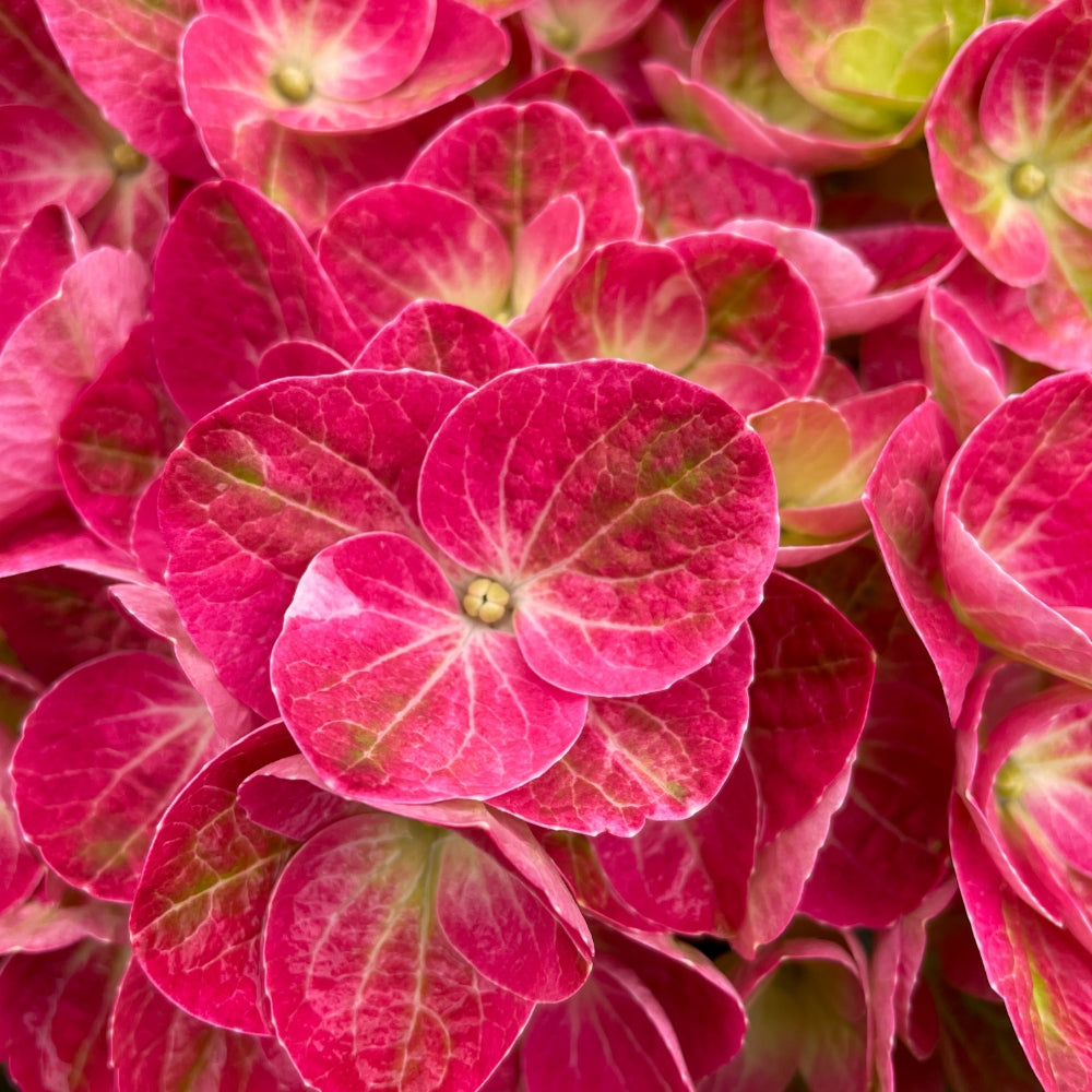 Close up of the petals of the Tilt a Swirl Hydrangea blooms with vibrant pink petals and just a little intrusion of the bright lime green coming through.