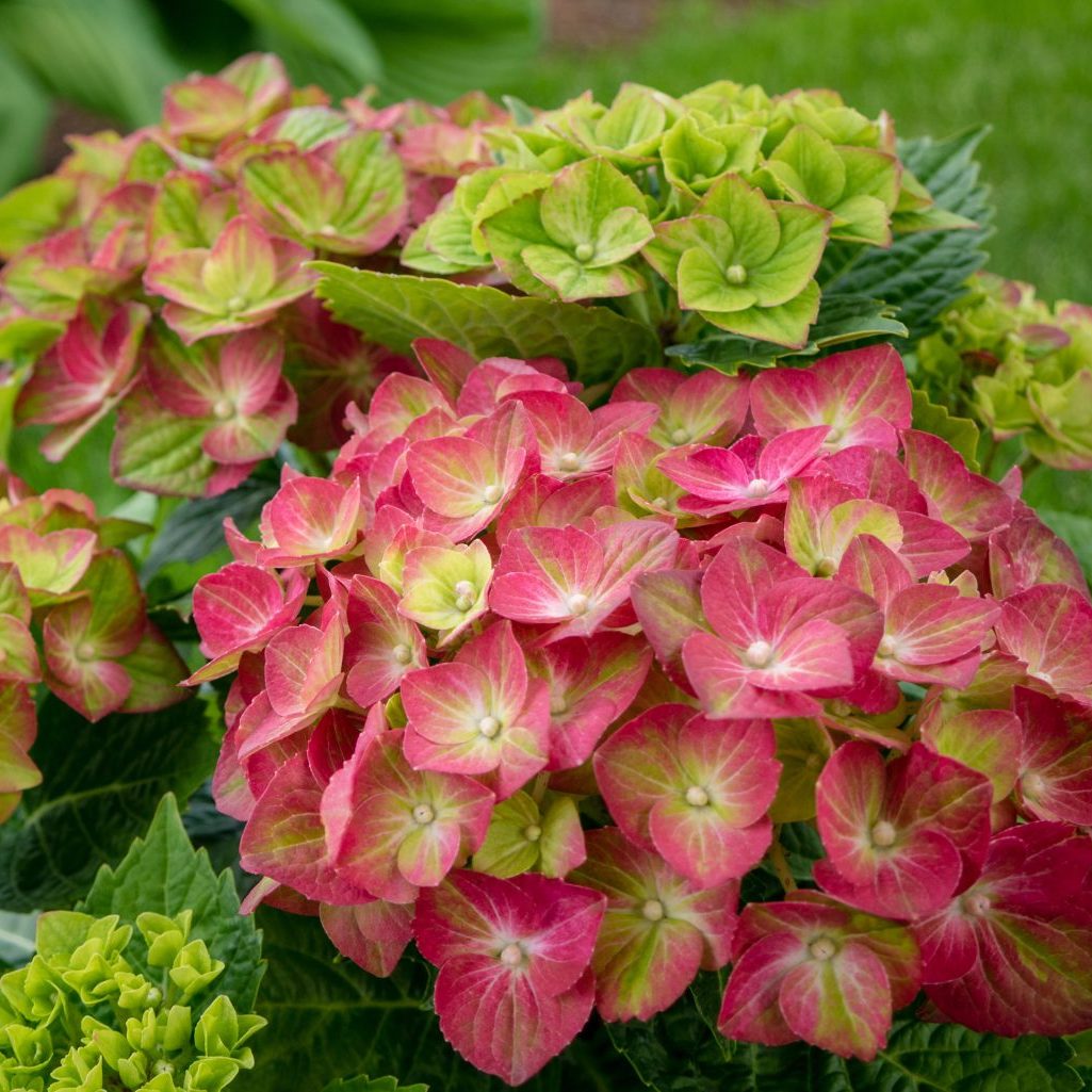 Tilt a Swirl Hydrangea blooms with vibrant pink and lime green petals and gorgeous green foliage. The top flower clusters have petals that are largely green, while the other flower clusters have more pink, showing how the blooms transition through the color blends as they mature.