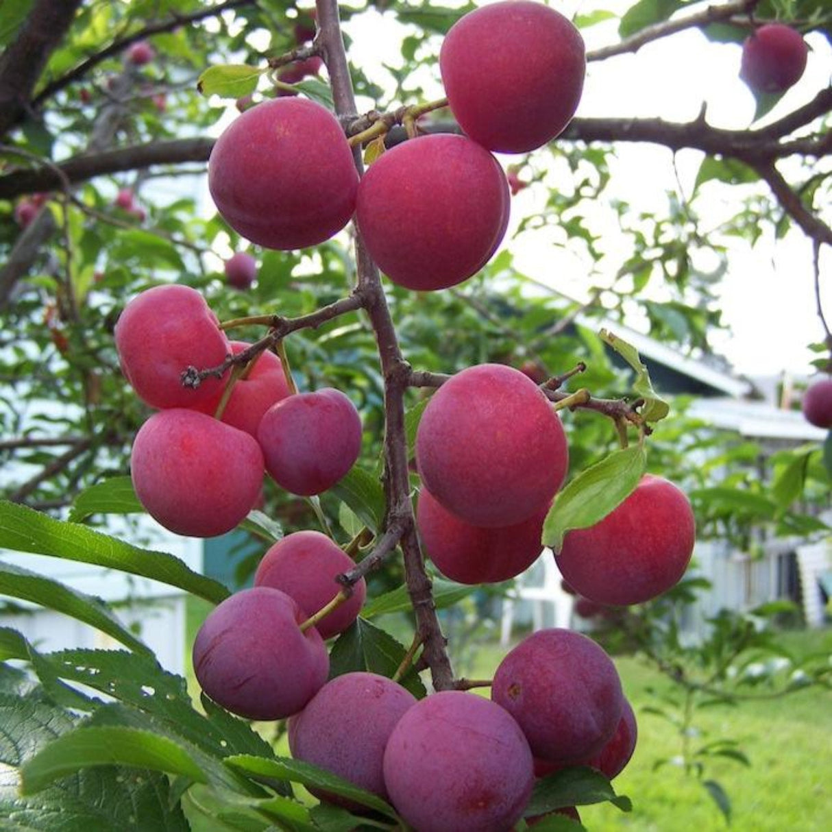 Dark red Bubblegum 'Toka' Plums hanging from slender branches with green leaves.