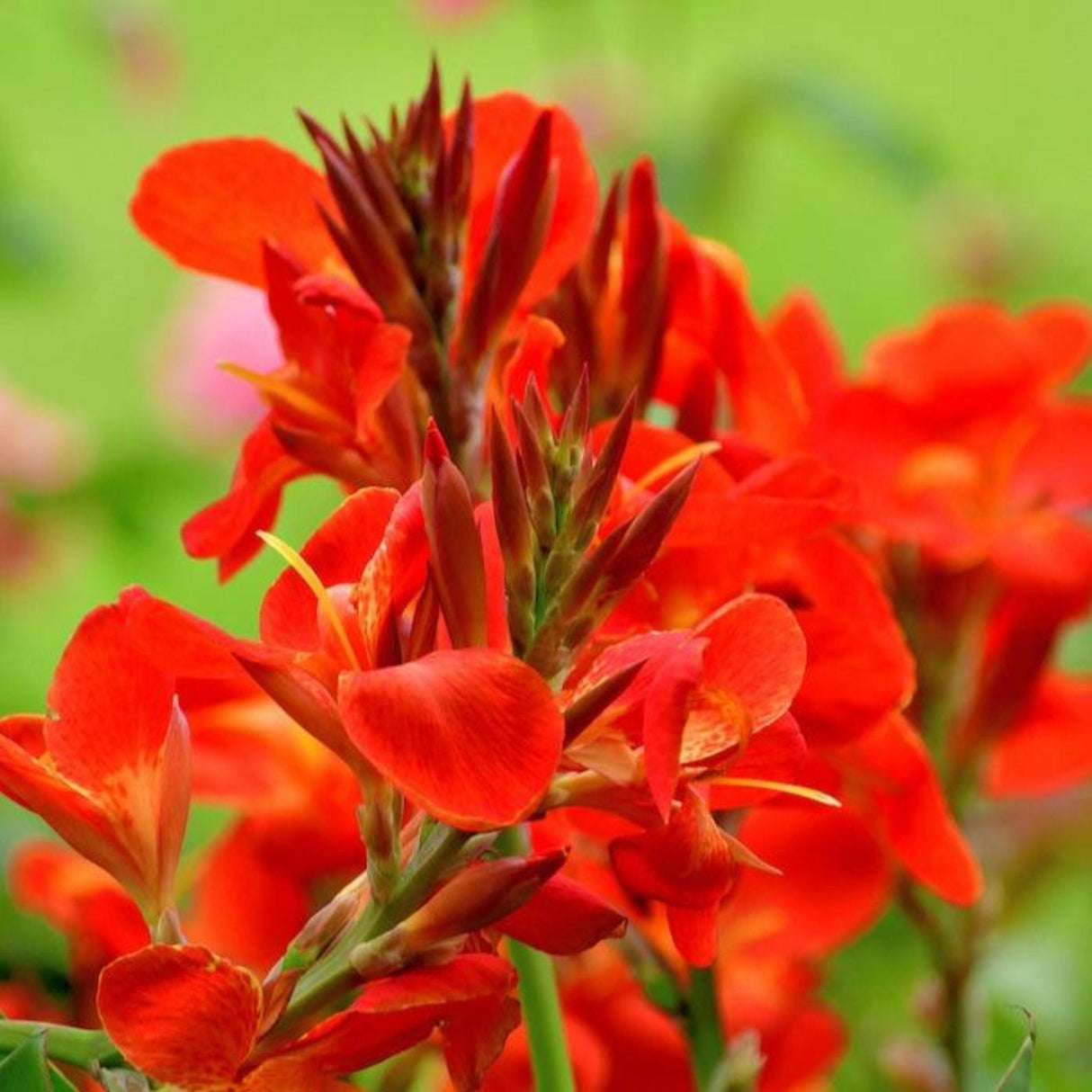 Cluster of red Toucan® Scarlet Canna Lilies with green leaves in a garden bed