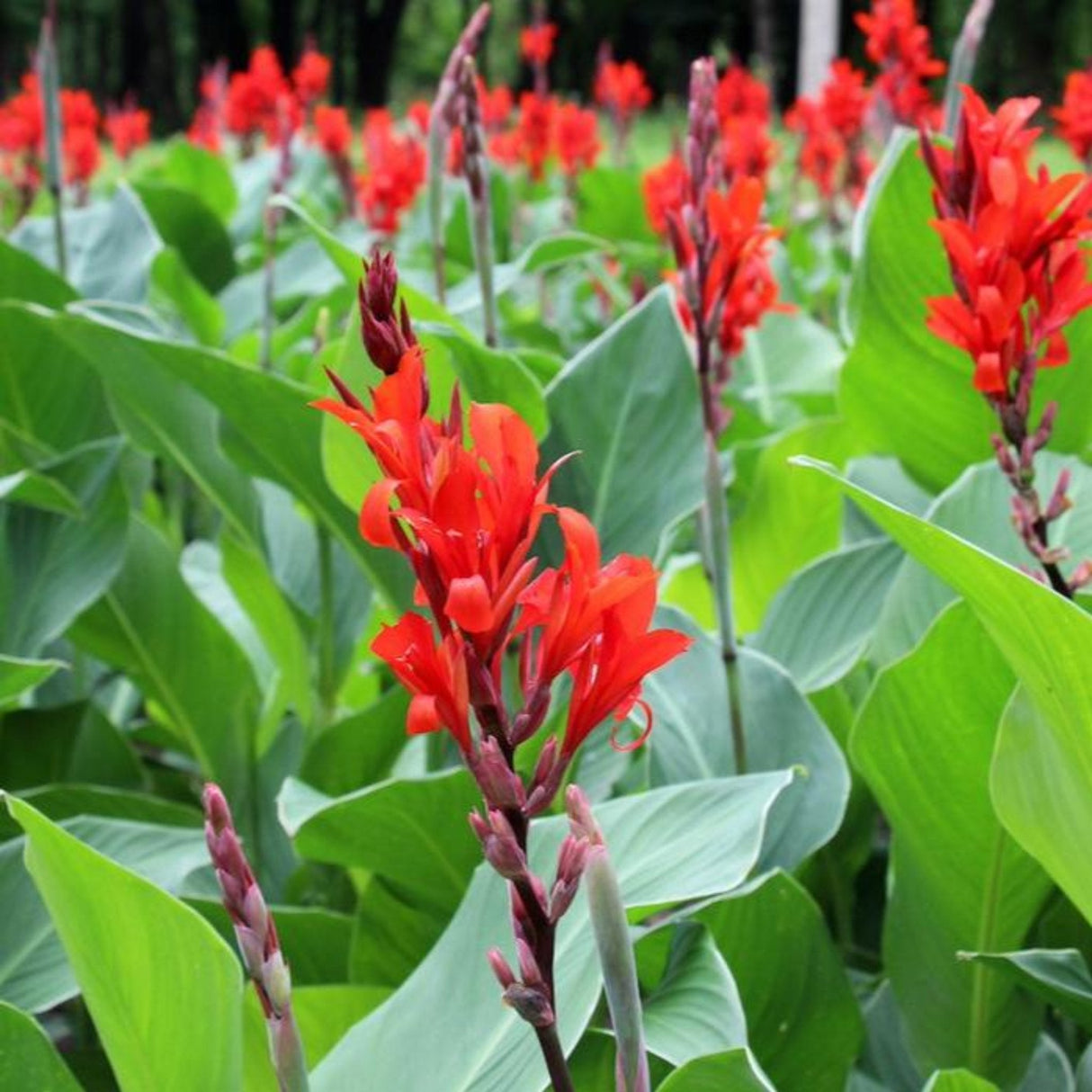 Cluster of red Toucan® Scarlet Canna Lilies with green leaves in a garden bed.