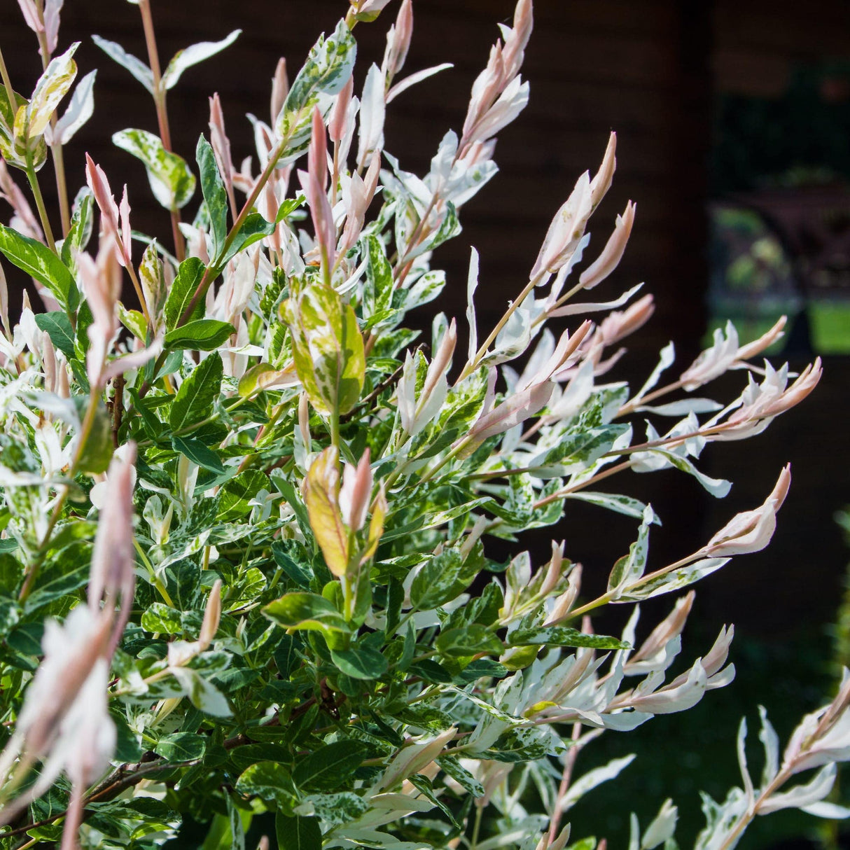 Detailed view of Tri-Color Dappled Willow foliage with variegated colors and fine texture.