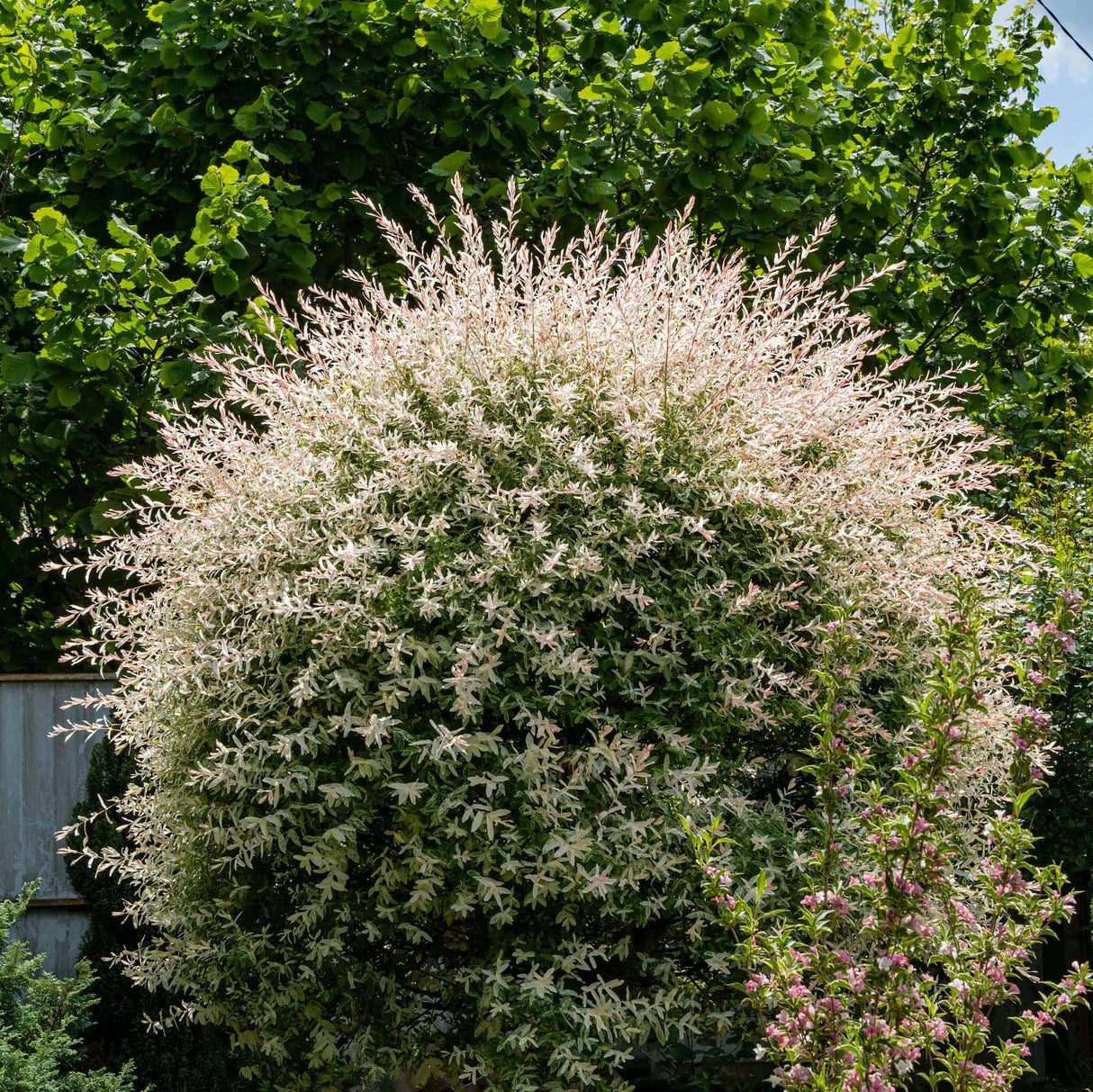 Rounded Tri-Color Dappled Willow Bush with dense variegated foliage in a grassy yard.