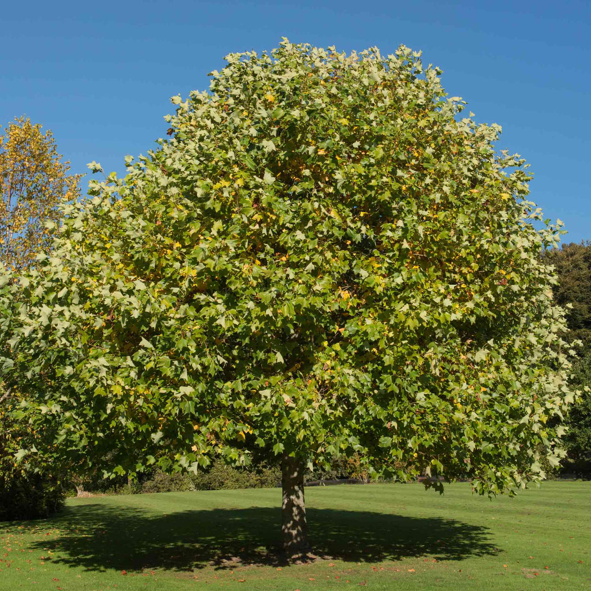 Tulip Poplar Tree - NationwidePlants.com