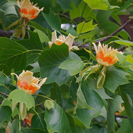 Tulip Poplar Tree - NationwidePlants.com