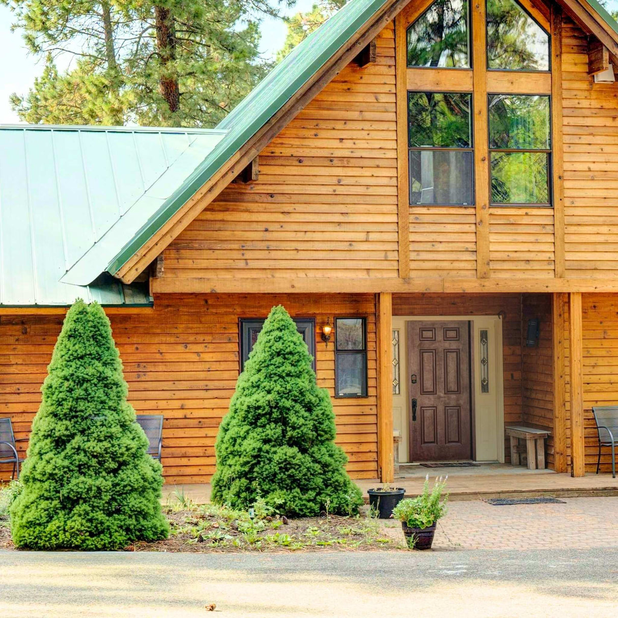 Two neatly trimmed Dwarf Alberta Spruce trees with dense green foliage stand in front of a wooden cabin.