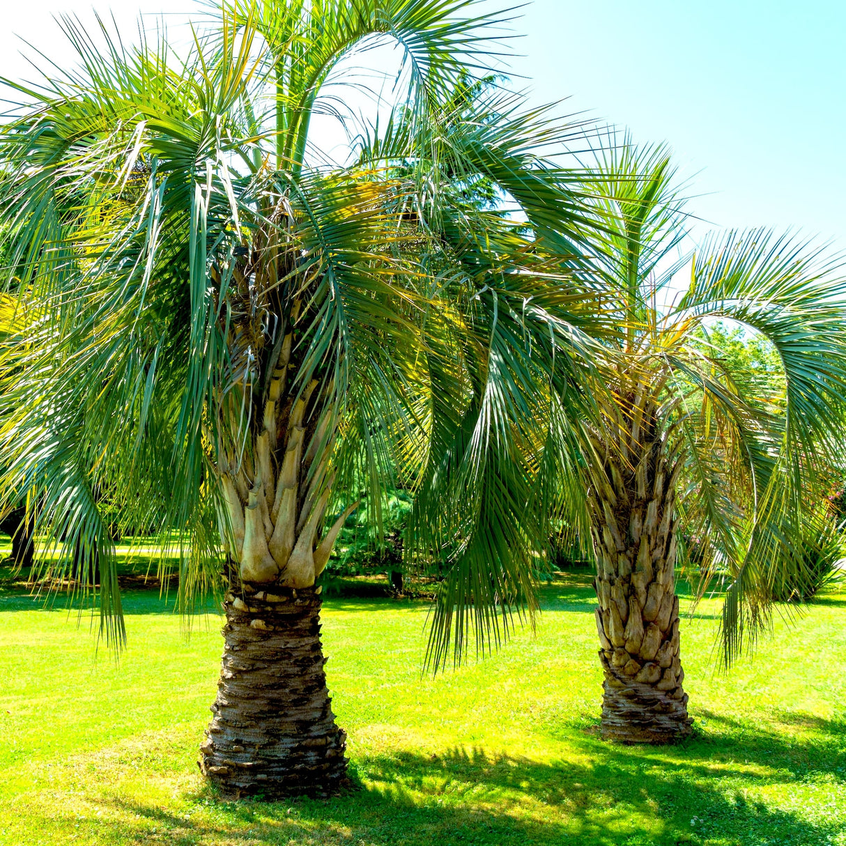 Two Pindo Palm Trees growing in a bright grassy field on a clear sunny day.