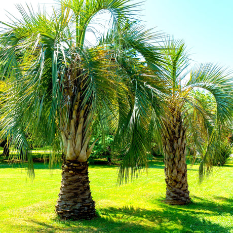 Two Pindo Palm Trees growing in a bright grassy field on a clear sunny day.