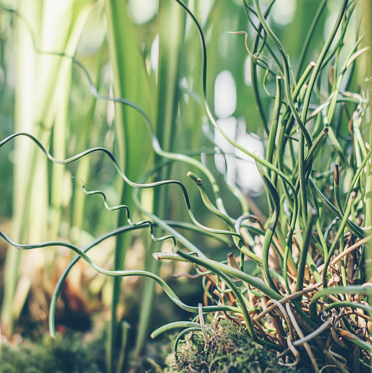 Close up of Twister Grass with twisted spirals of green foliage planted in moss.