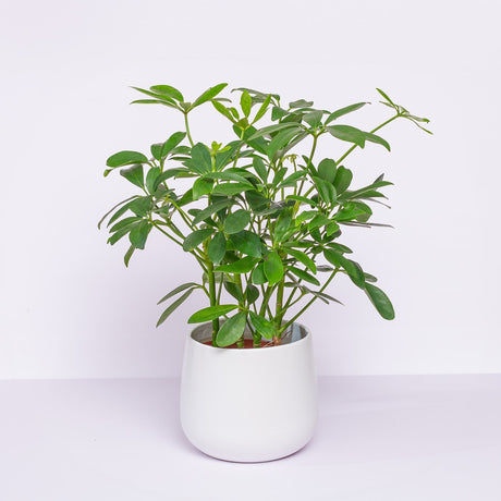 Schefflera Arboricola, the dwarf umbrella tree in white planter with white background