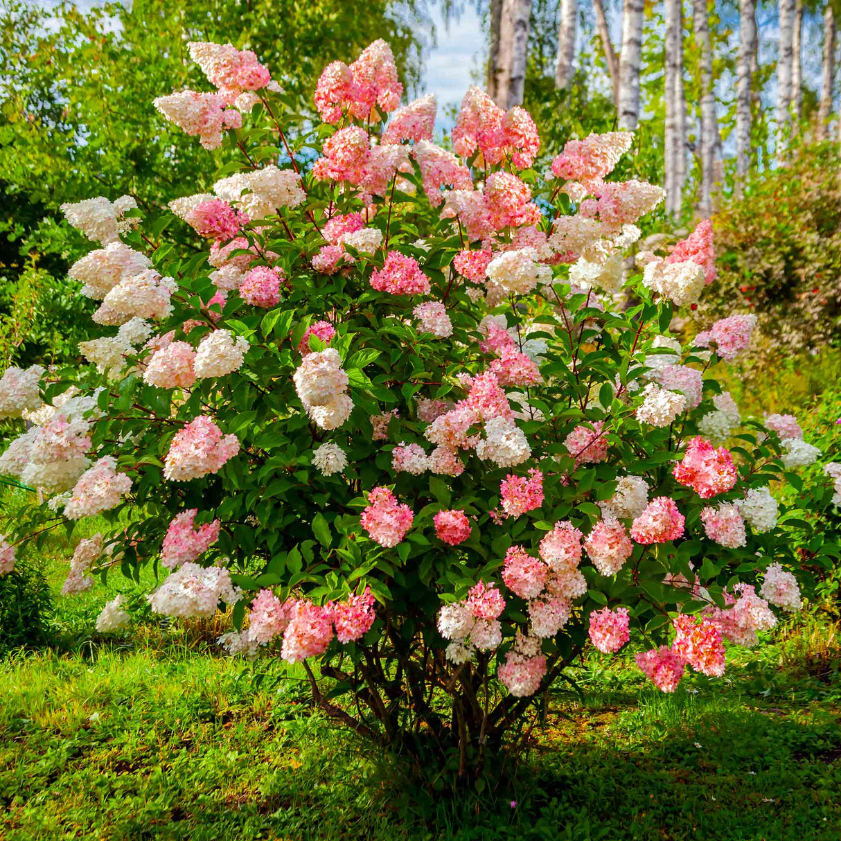 Vanilla Strawberry™ Hydrangea plant in grassy lawn with trees behind.